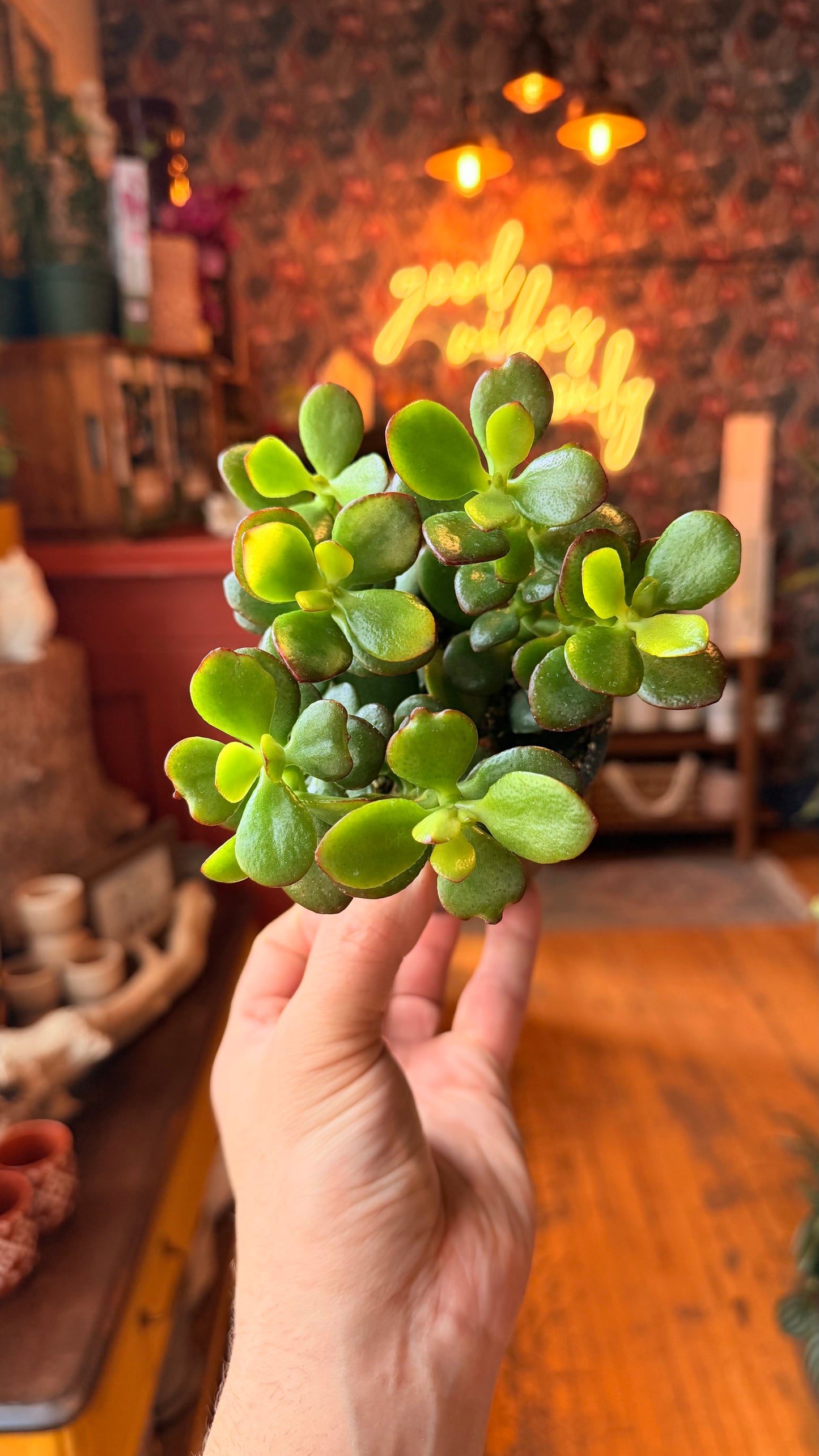4” Mini Jade Plant