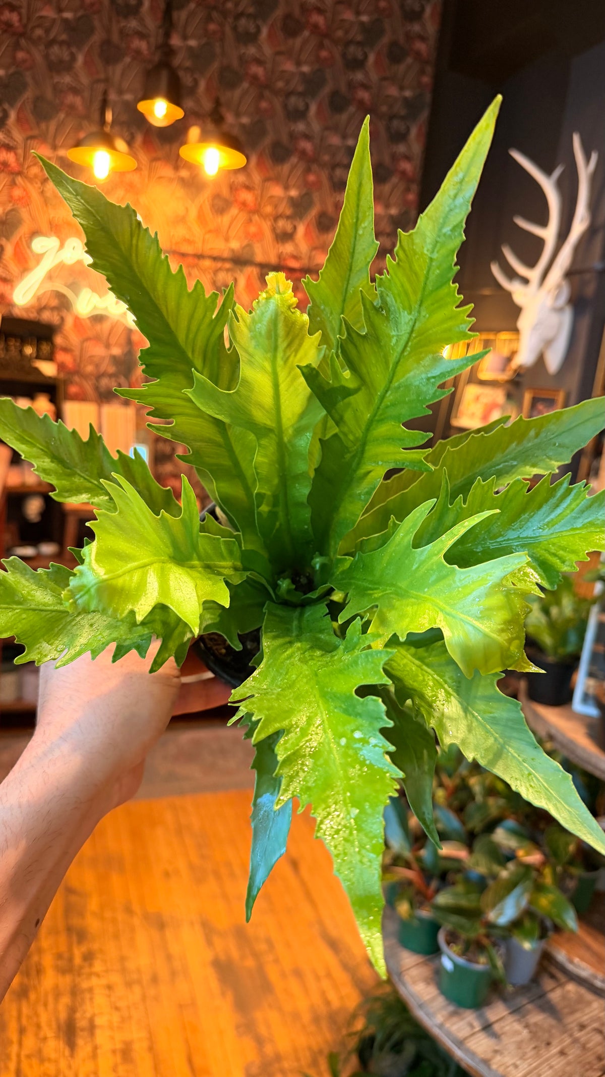 6” Birdsnest Fern ‘Gioia’