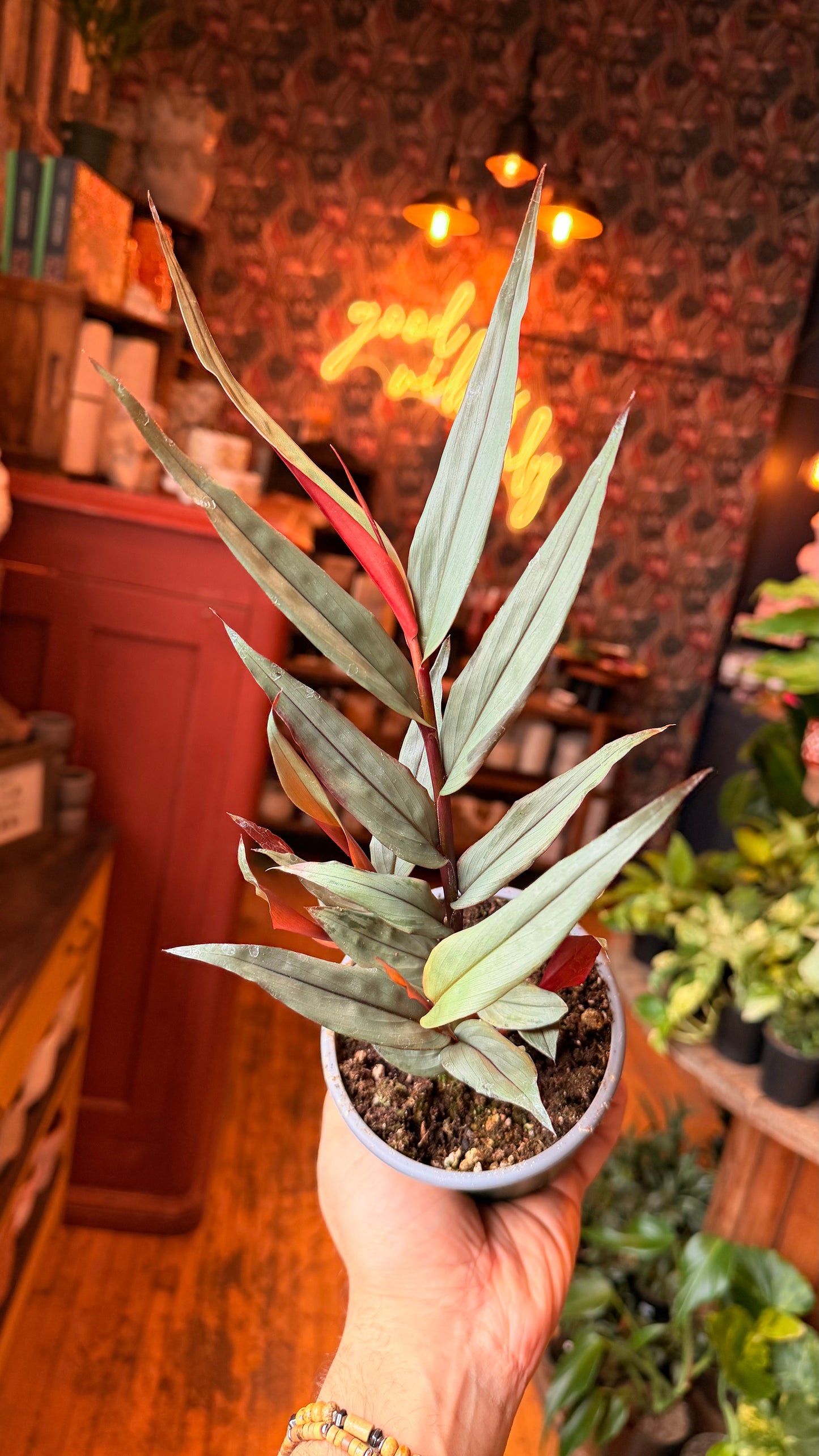 4” Red Rueben Ginger Plant