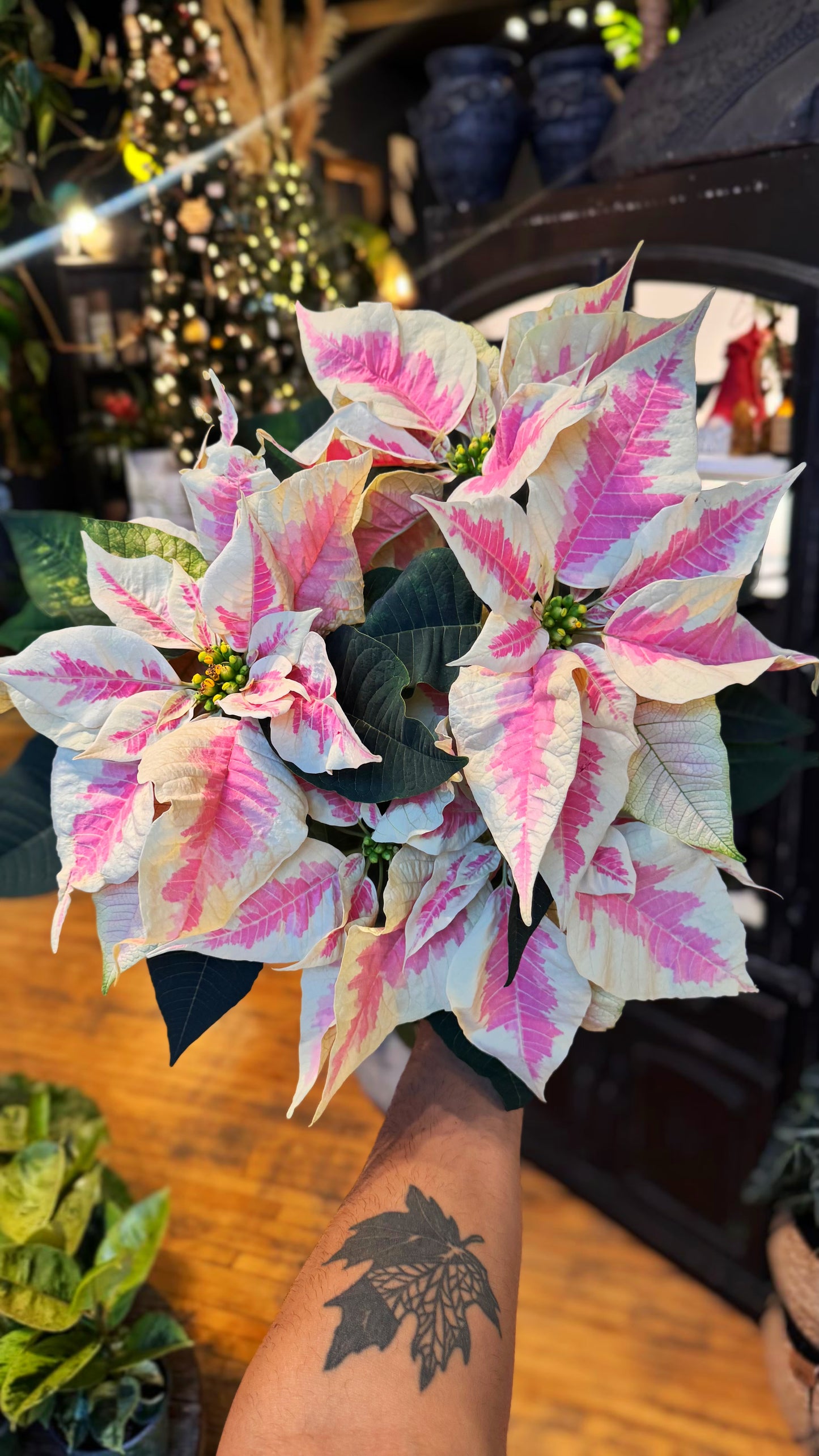 6” Marble Pink Poinsetta