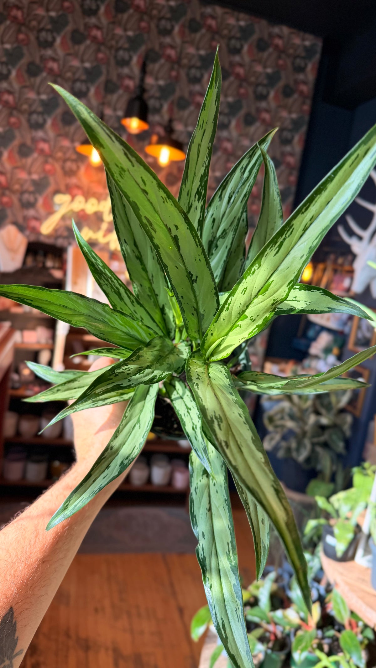 6” Cutlass Aglaonema