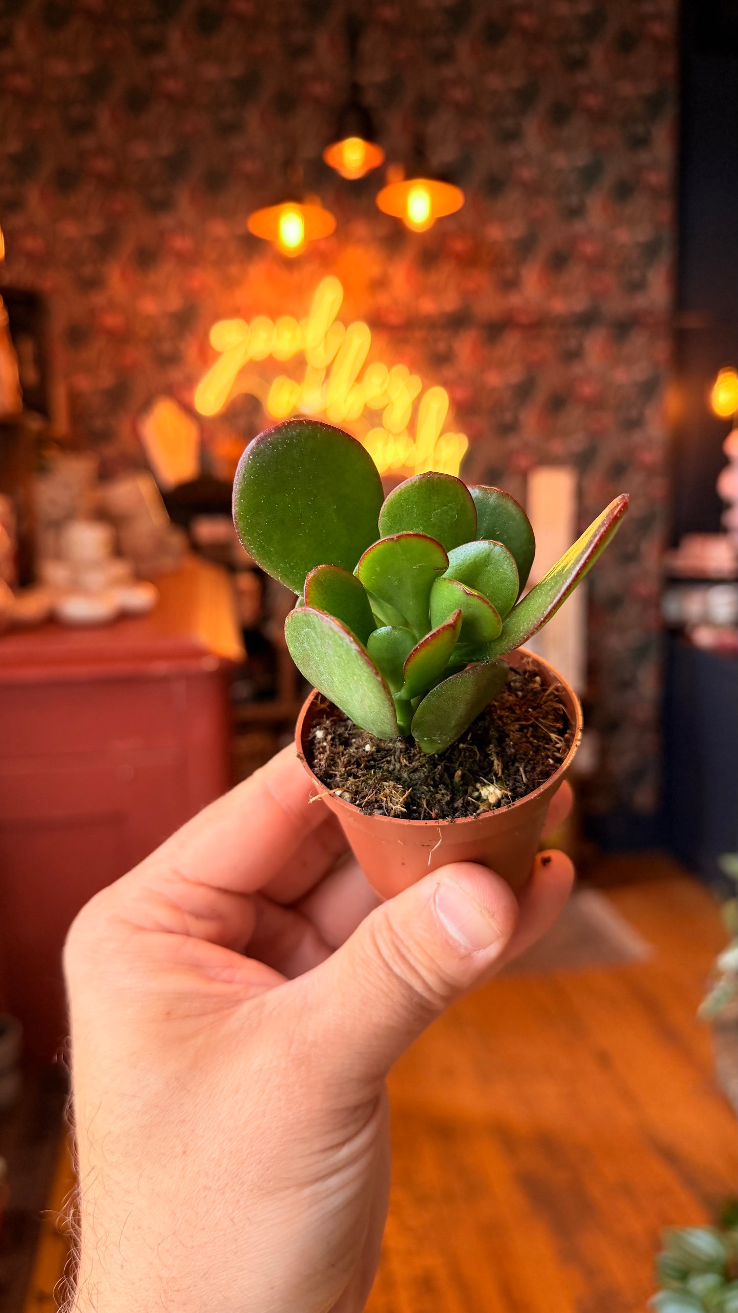 2.5” Crassula Sunset Jade Plant