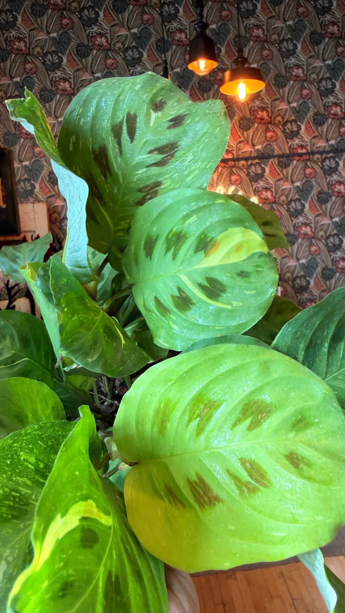 6” Variegated Prayer Plant
