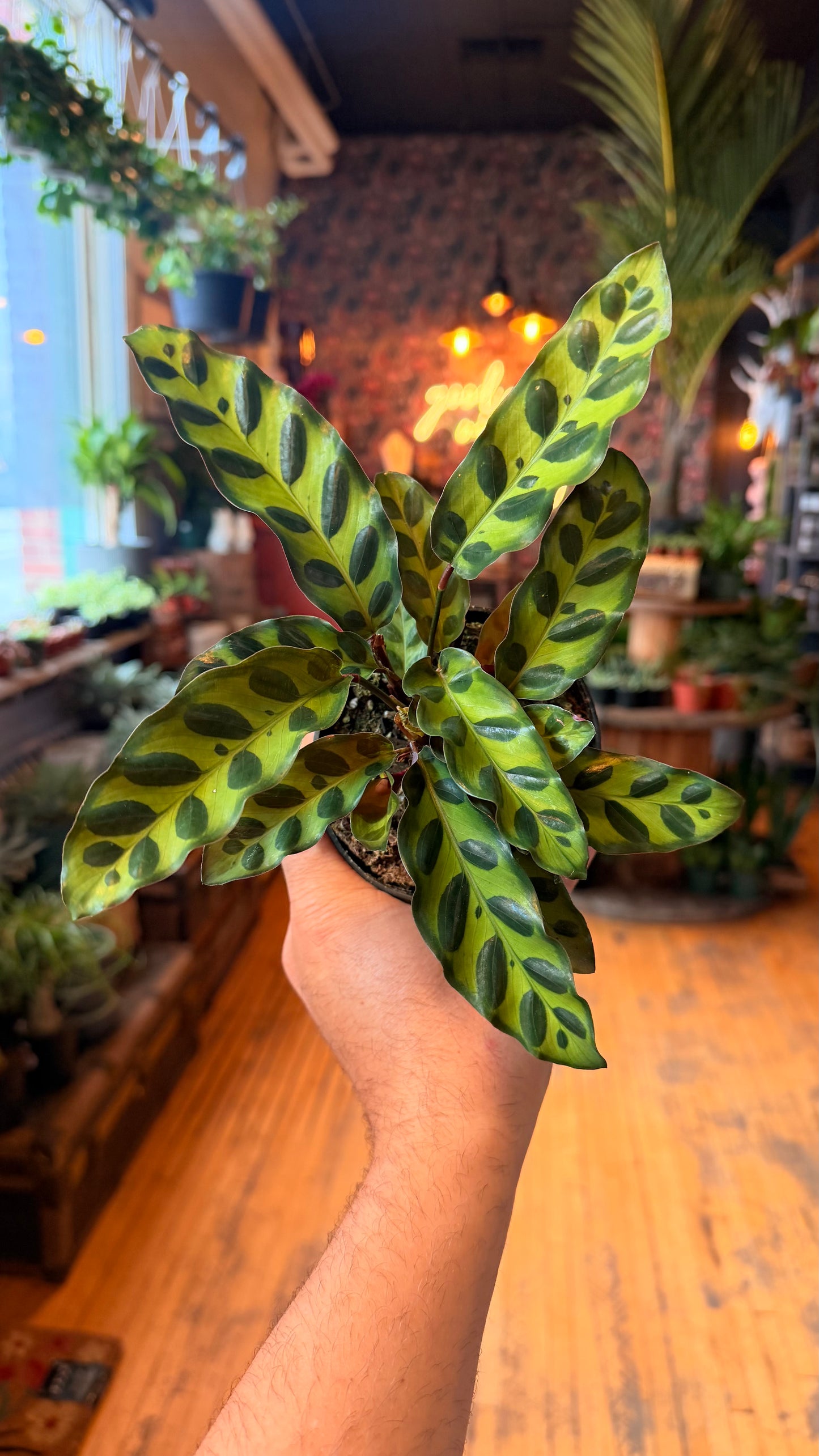 4” Rattlesnake Calathea