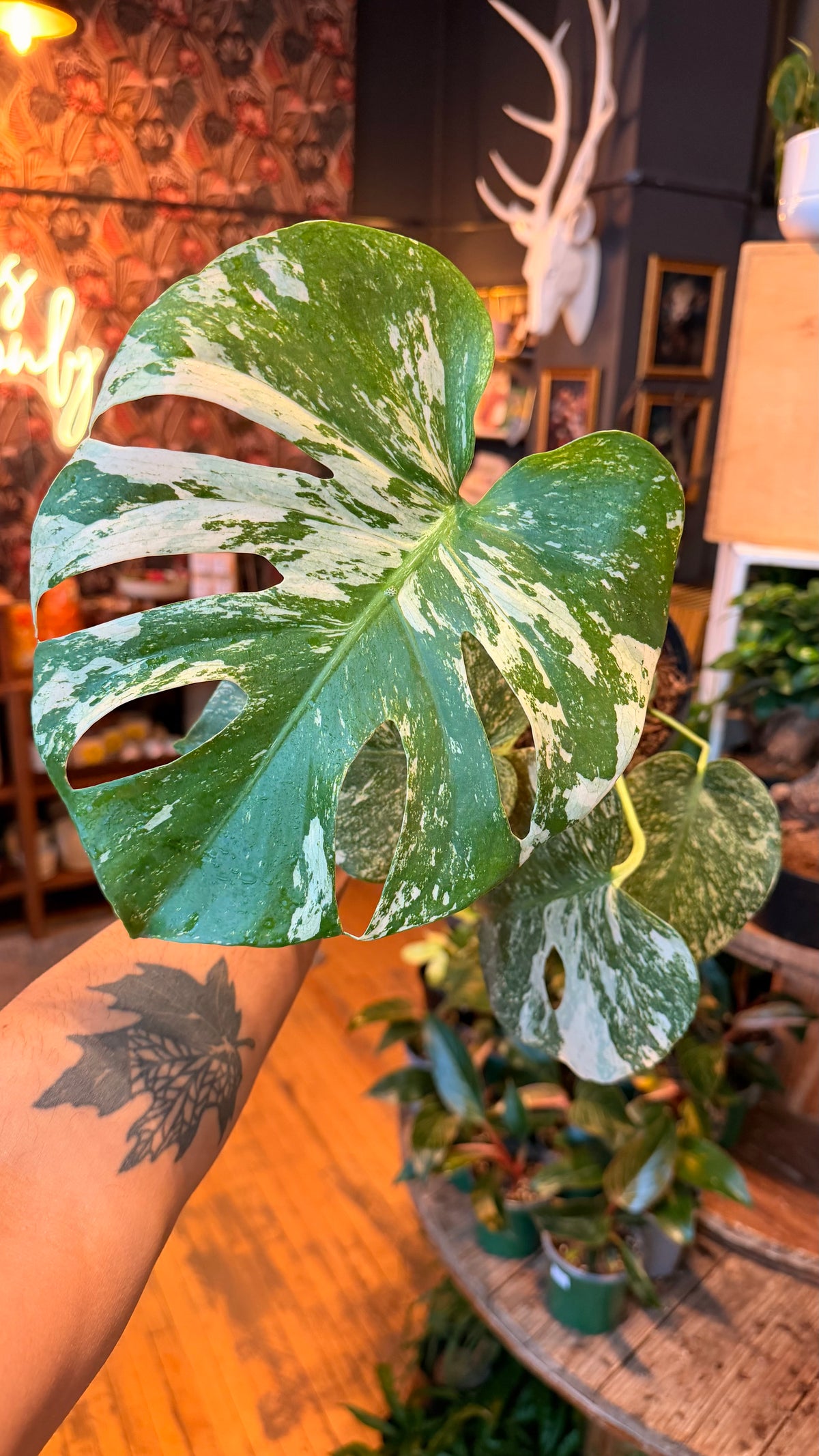 6” ‘White Monster’ Monstera