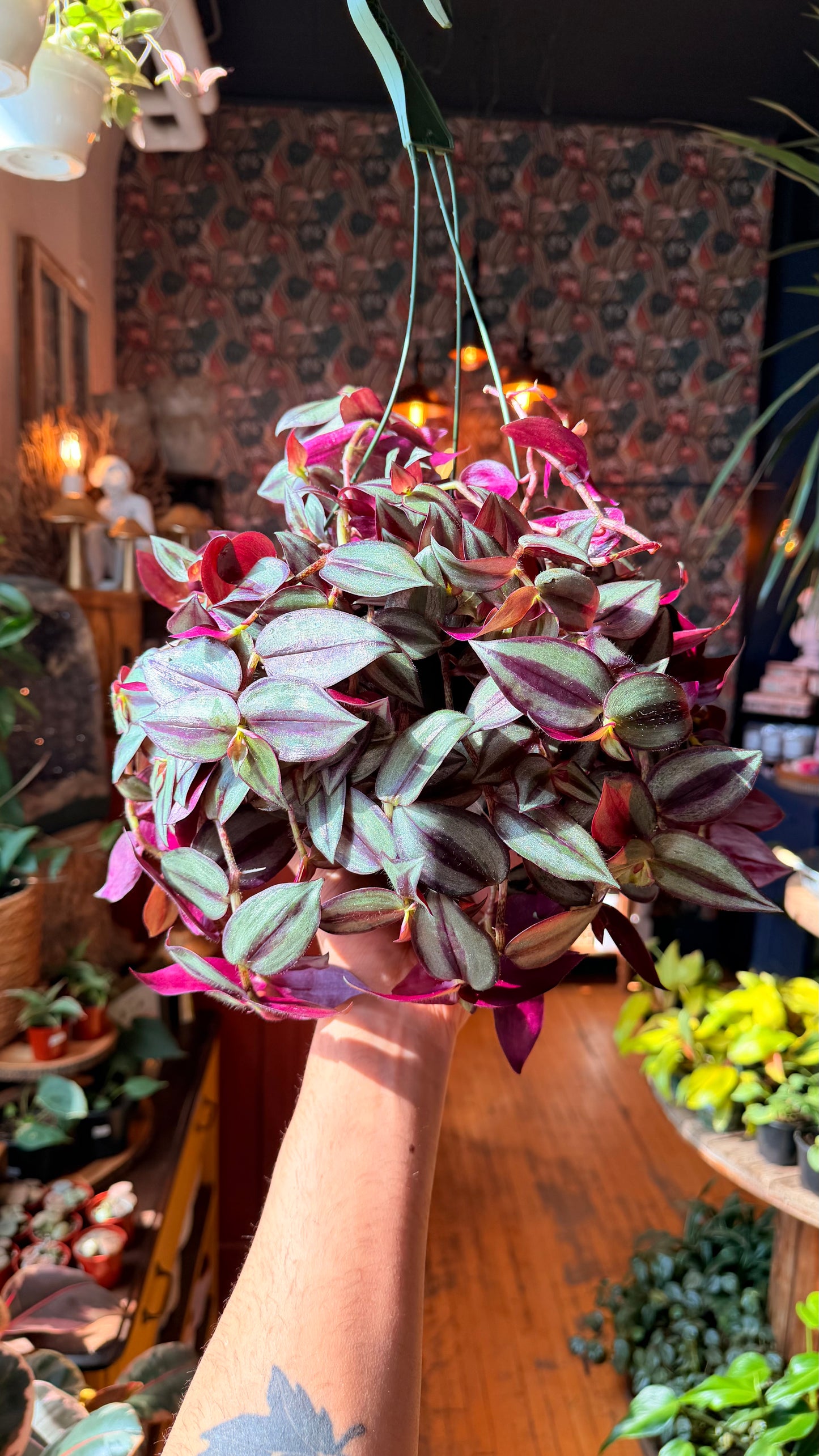 6” Tradescantia Zebrina Purple