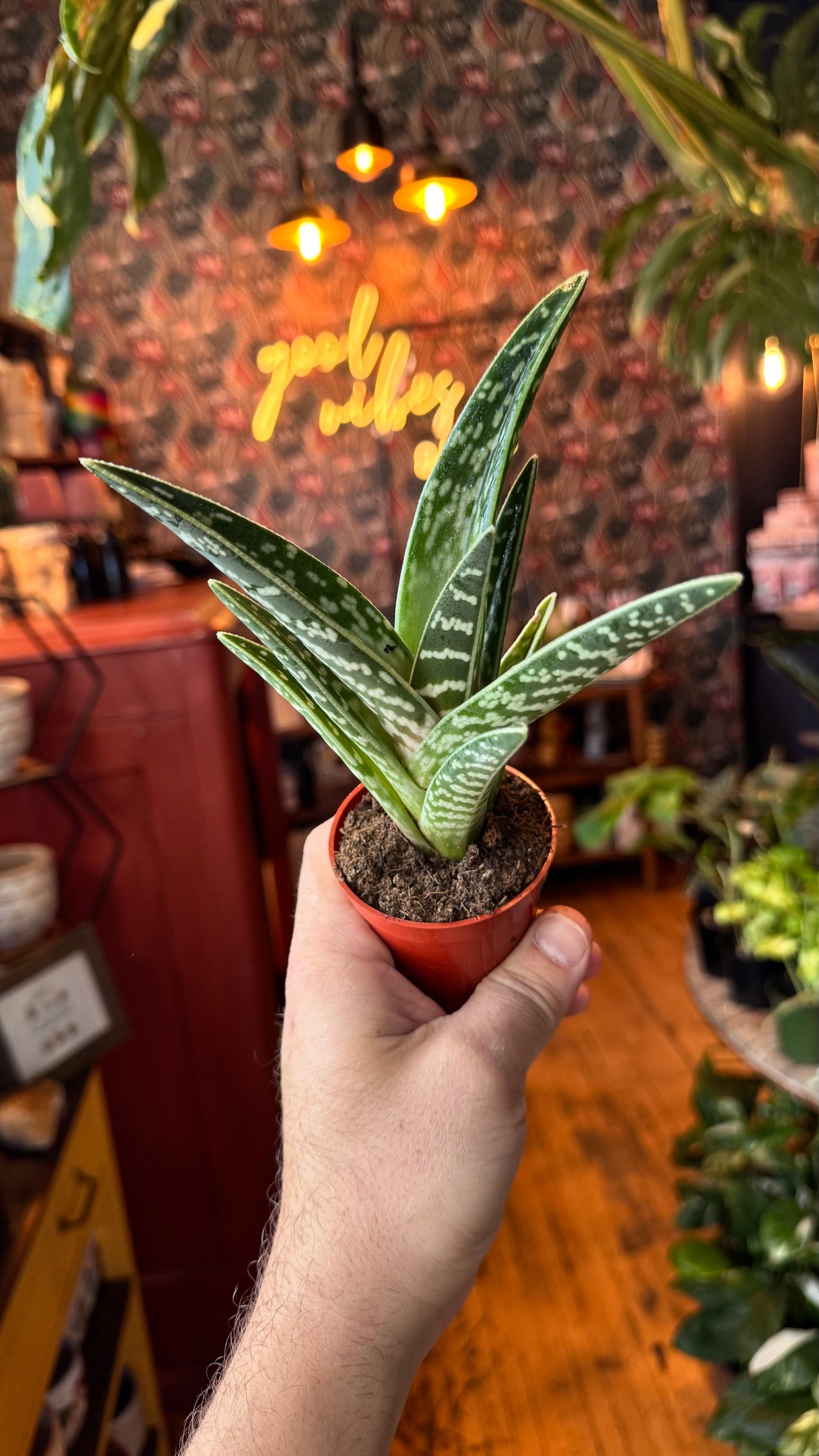 3” Pheasant Breast Aloe