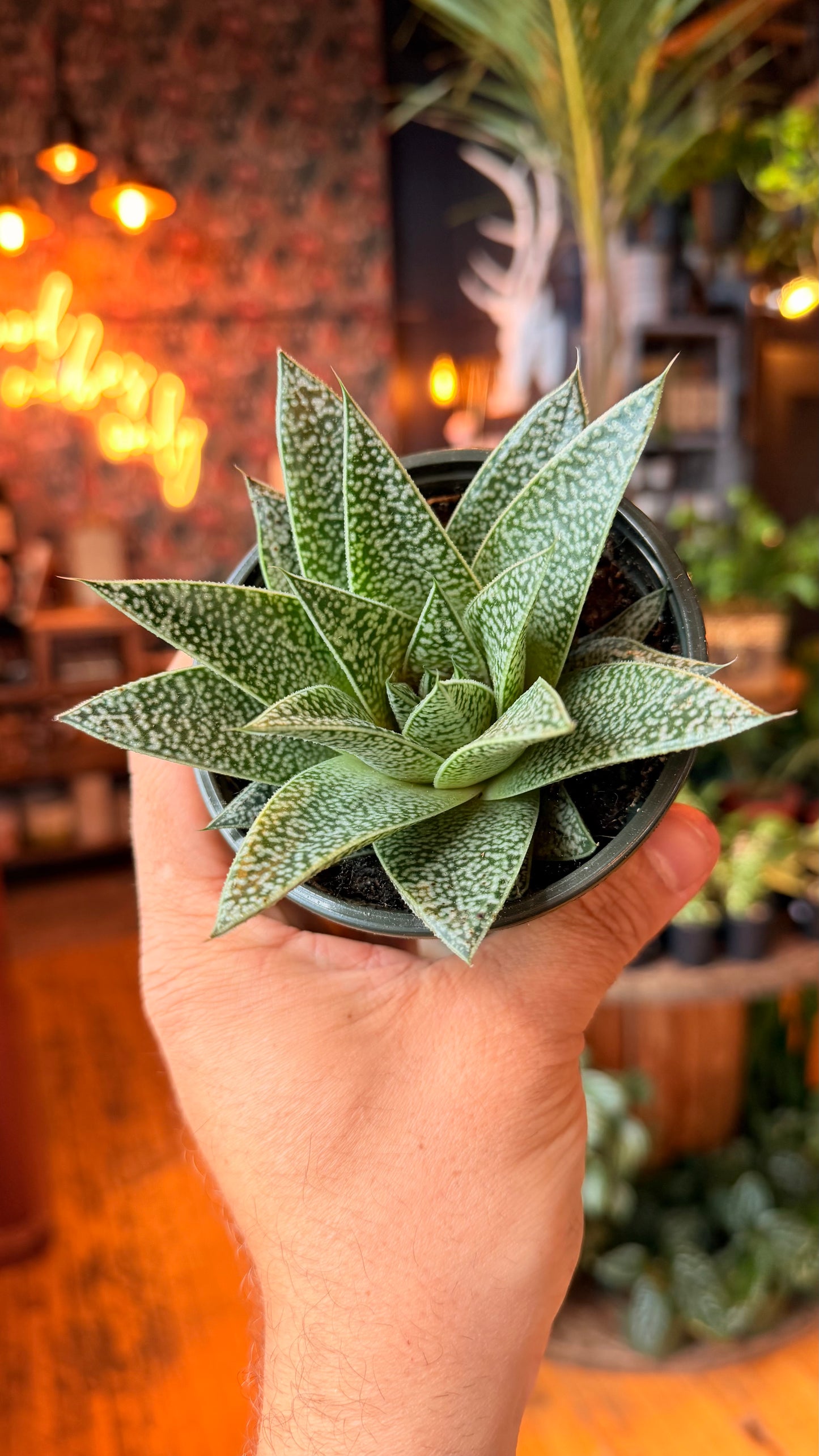 4” Haworthia Sherwood