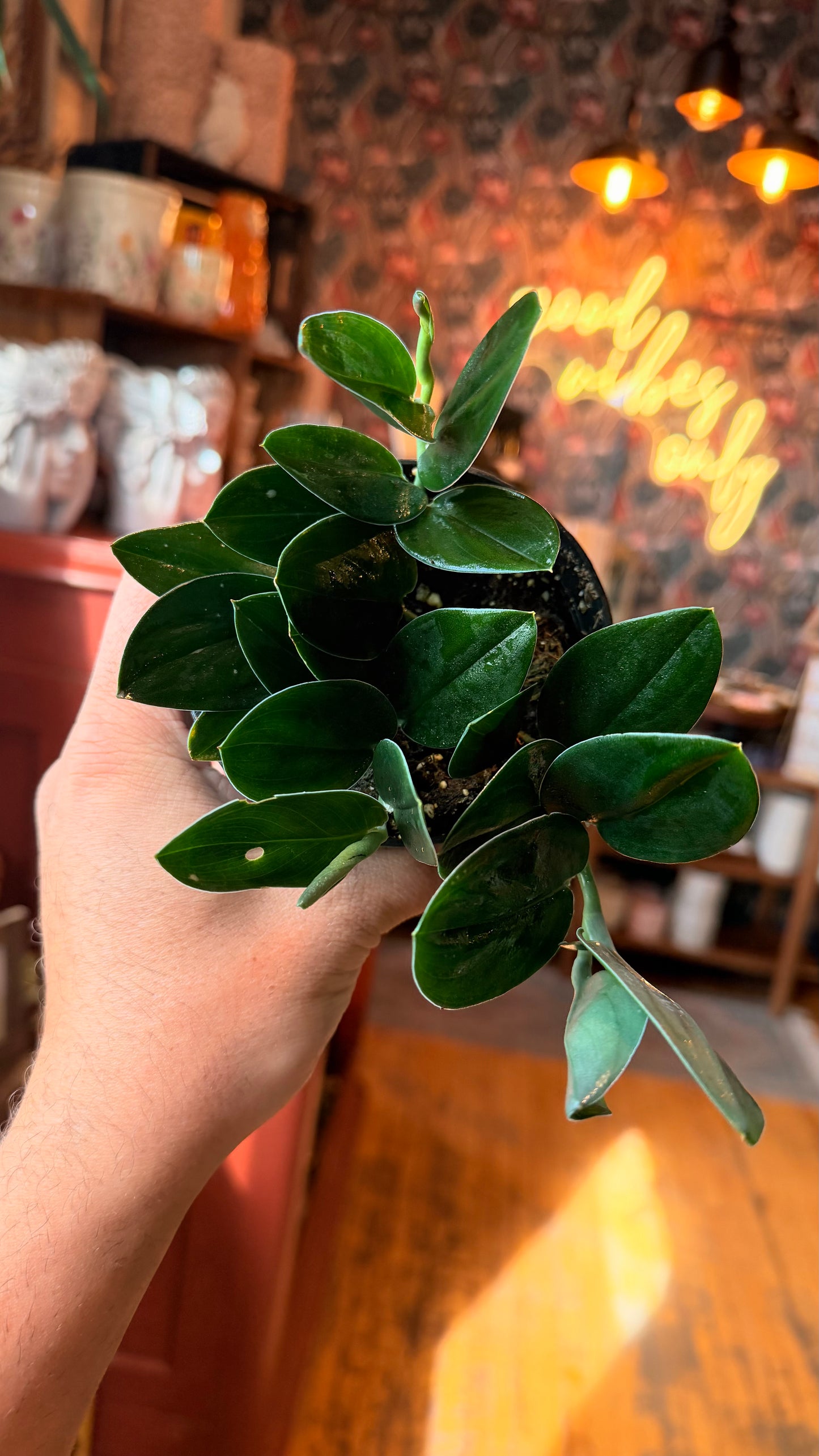 4” Scindapsus “Nearly Black”
