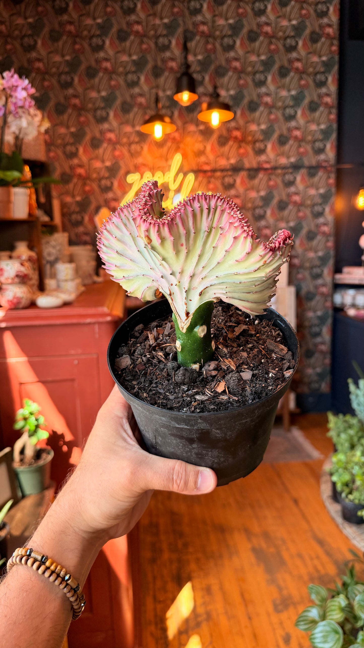 6” Euphorbia Lactea Cristata Variegated AKA Pink Ghost Cactus