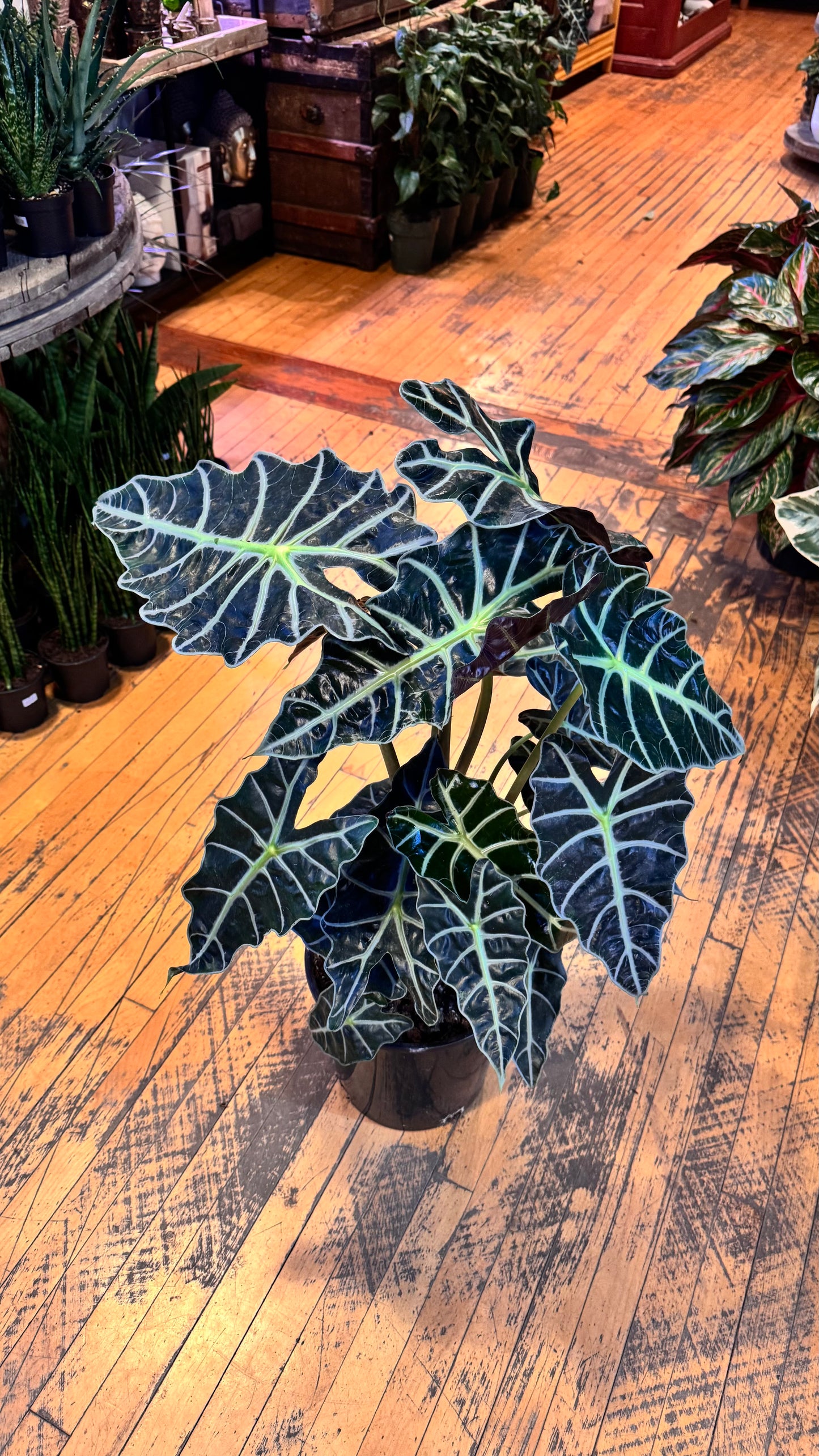 10” Amazonica Polly Alocasia