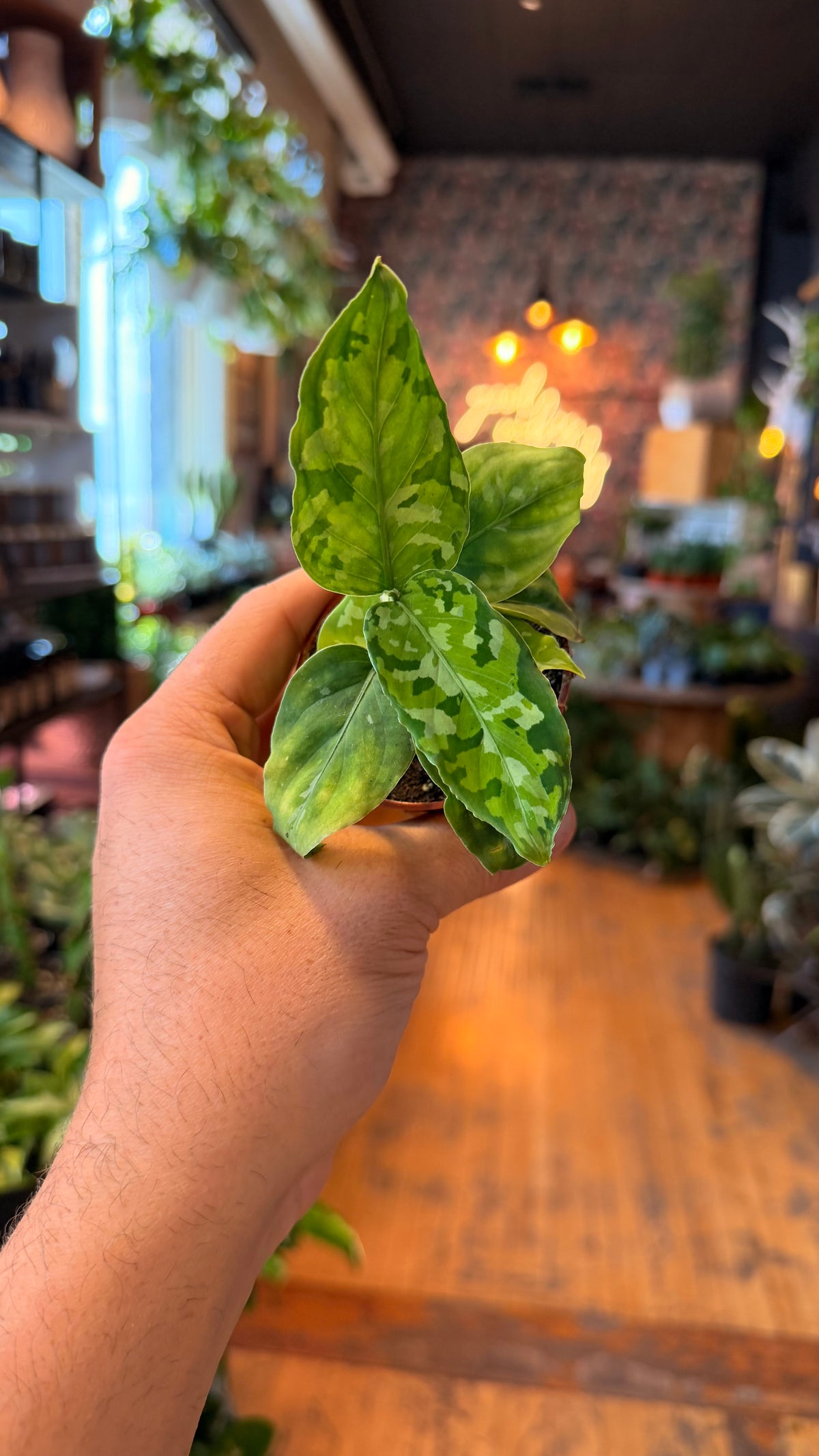 3” Pictum Tricolour Aglaonema