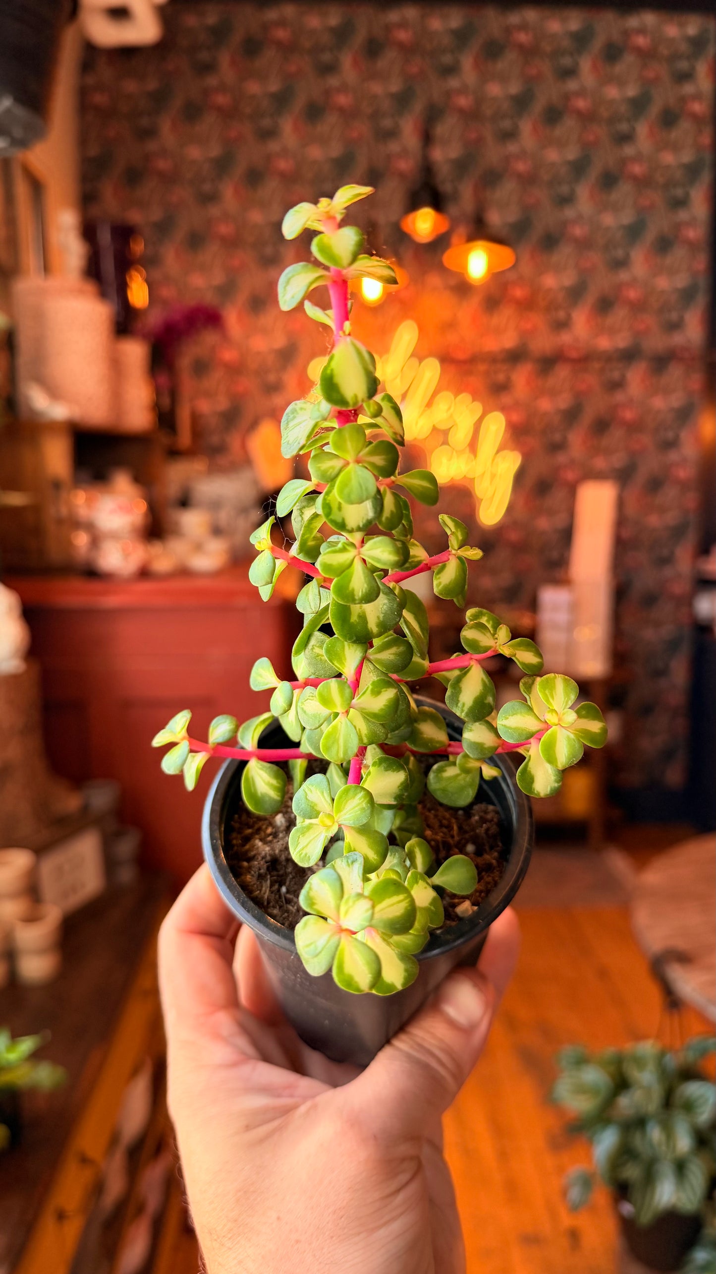 3.5” Variegated Jade Bonsai ‘Magenta Stem’