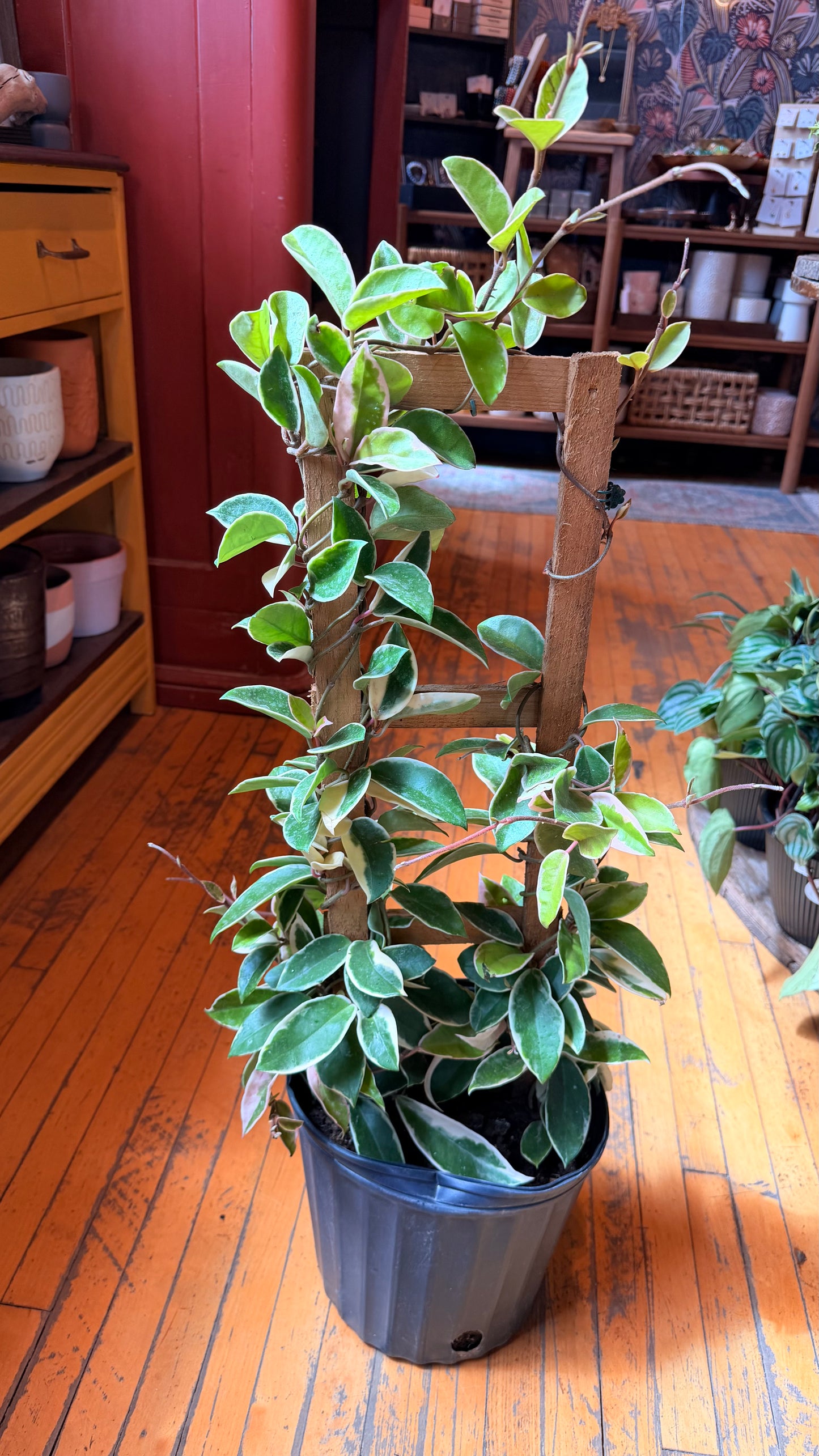 10” Krimson Queen Trellis