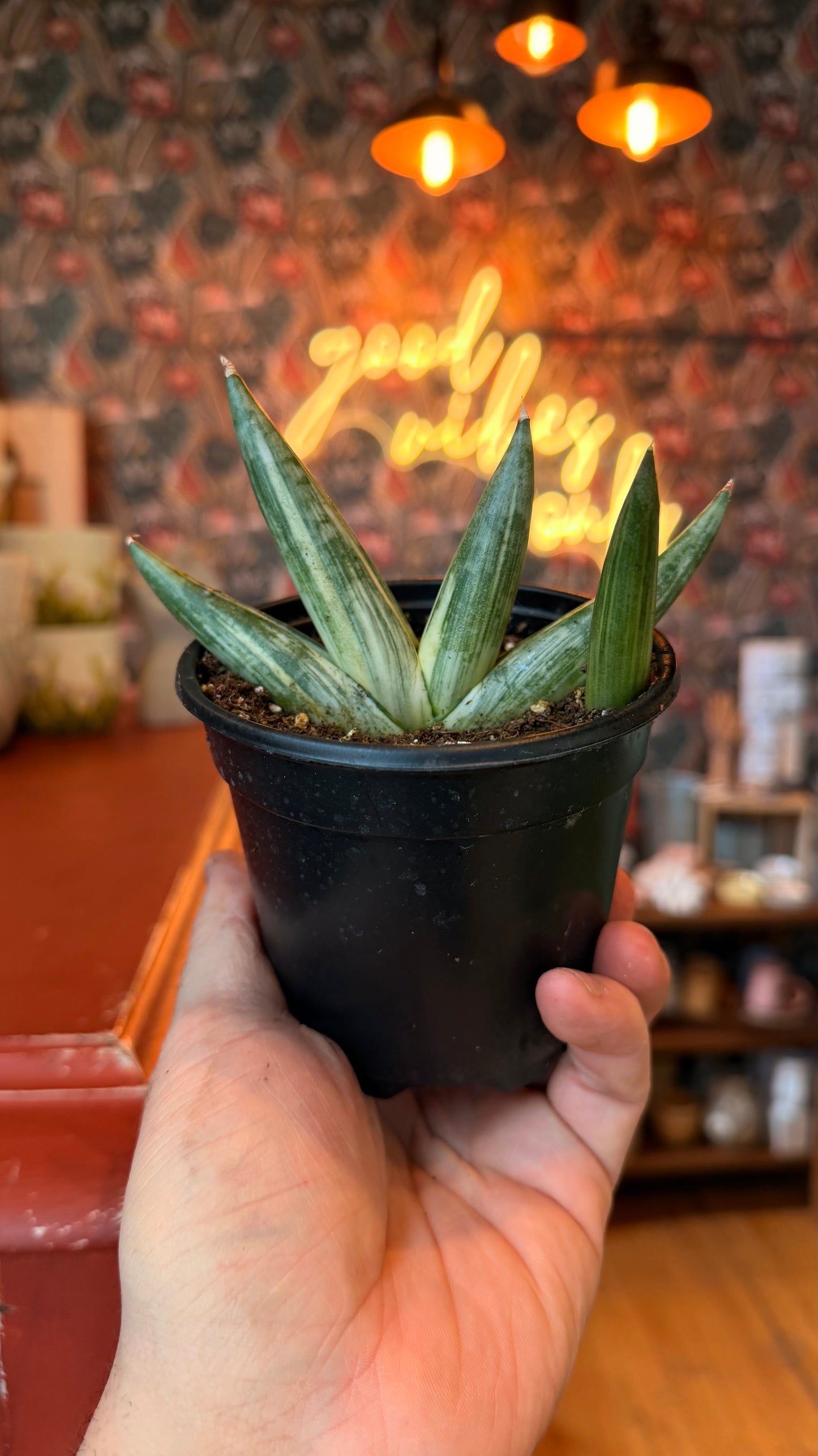 4” Variegated Starfish Snake Plant