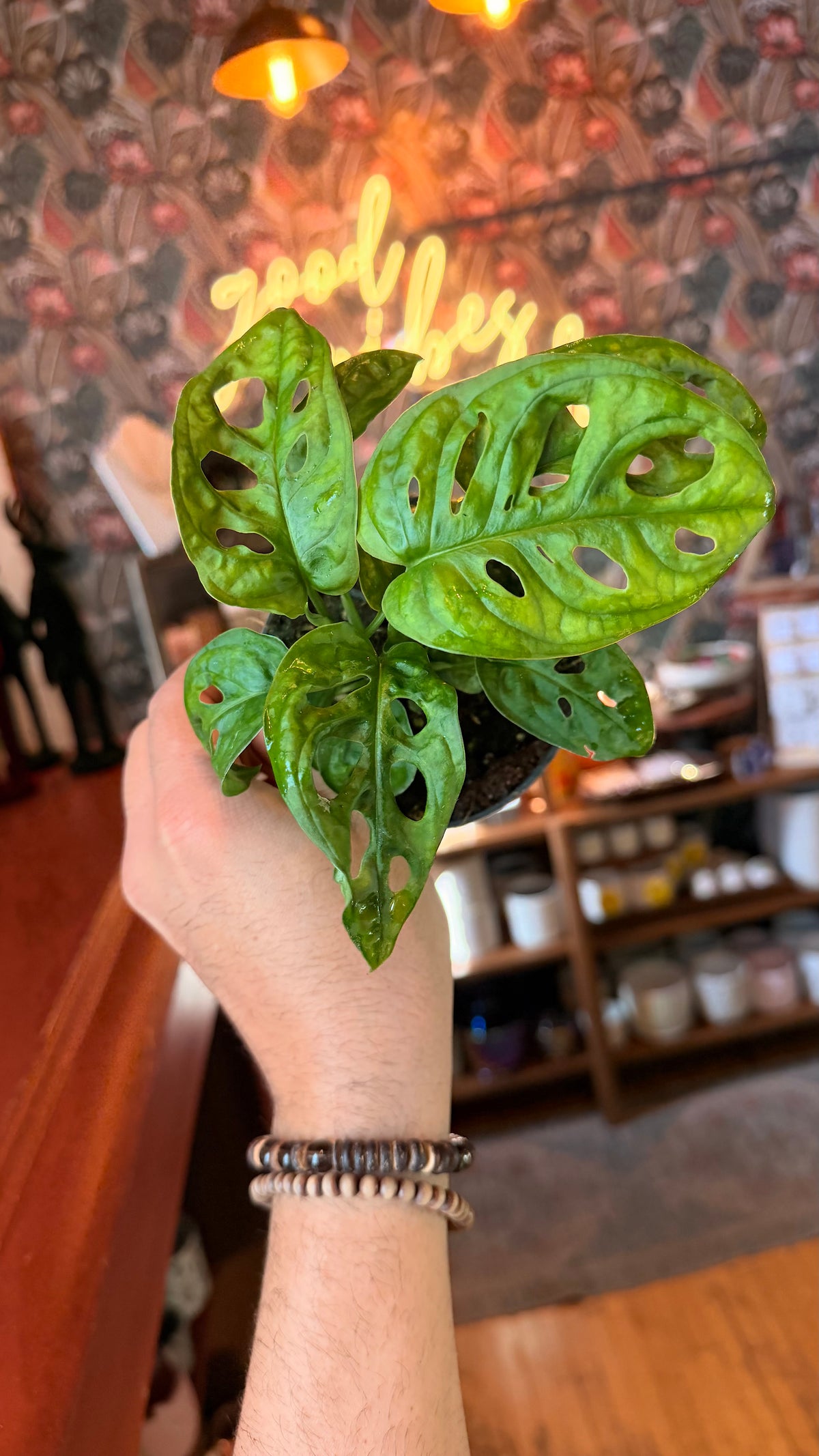 4” Swiss Cheese Monstera