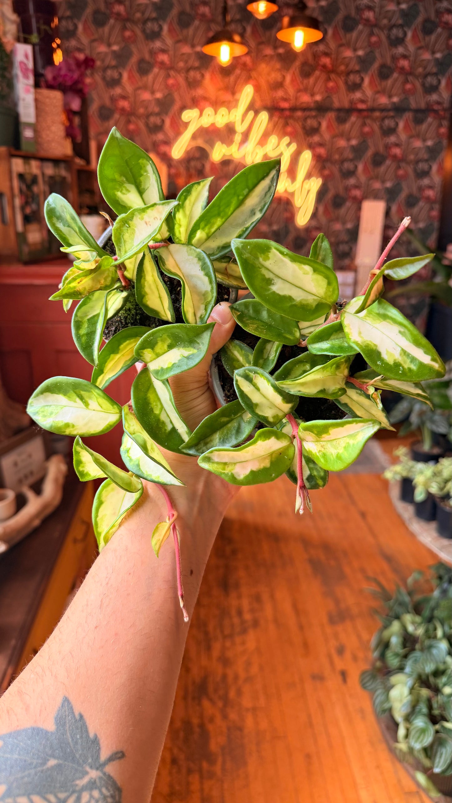 4” Krimson Princess Hoya