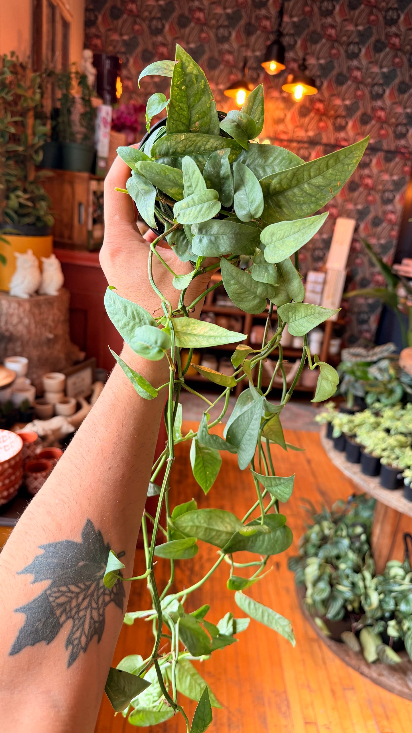 4” Cebu Blue Pothos XL