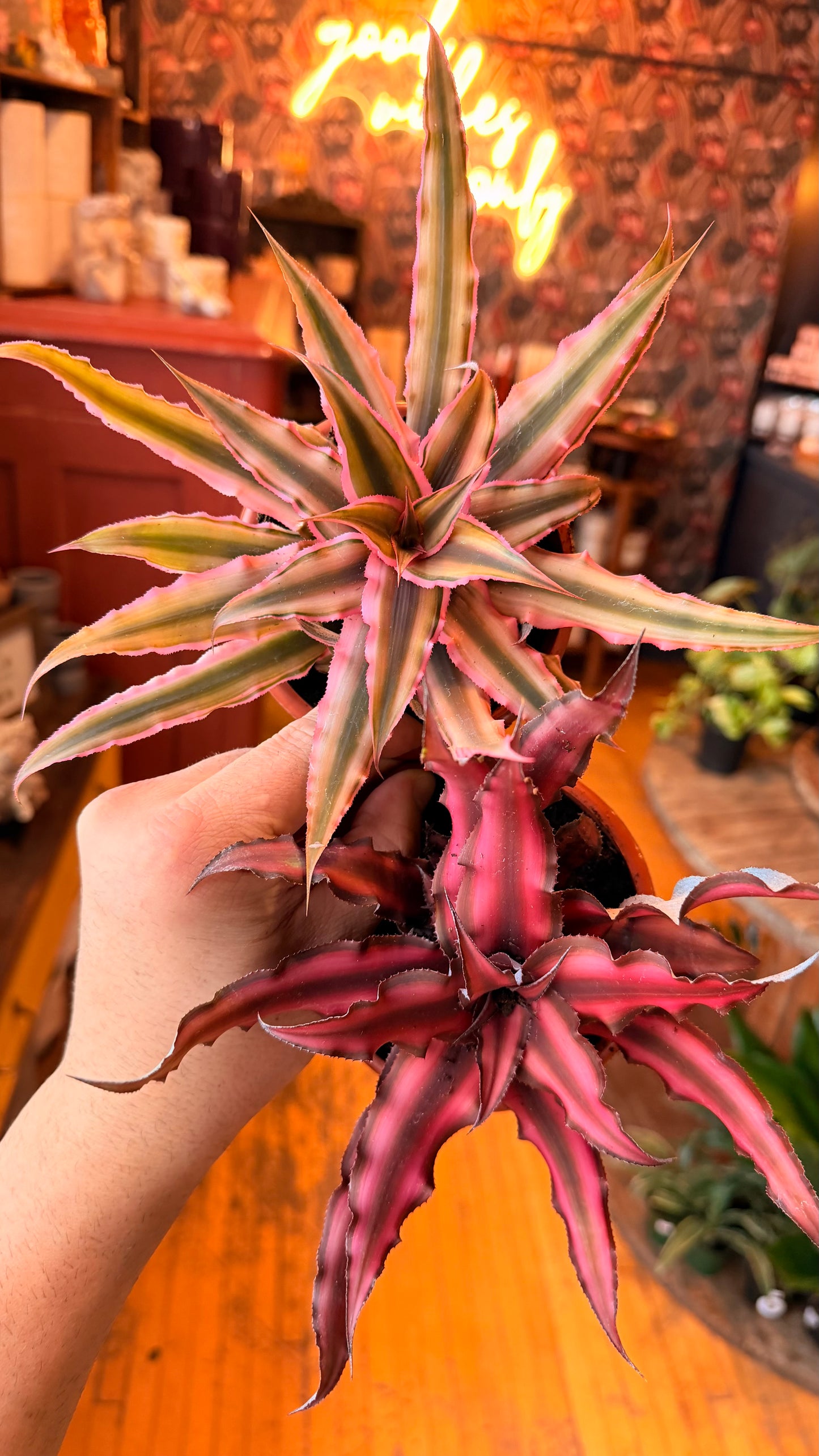 4” Cryptanthus Assorted