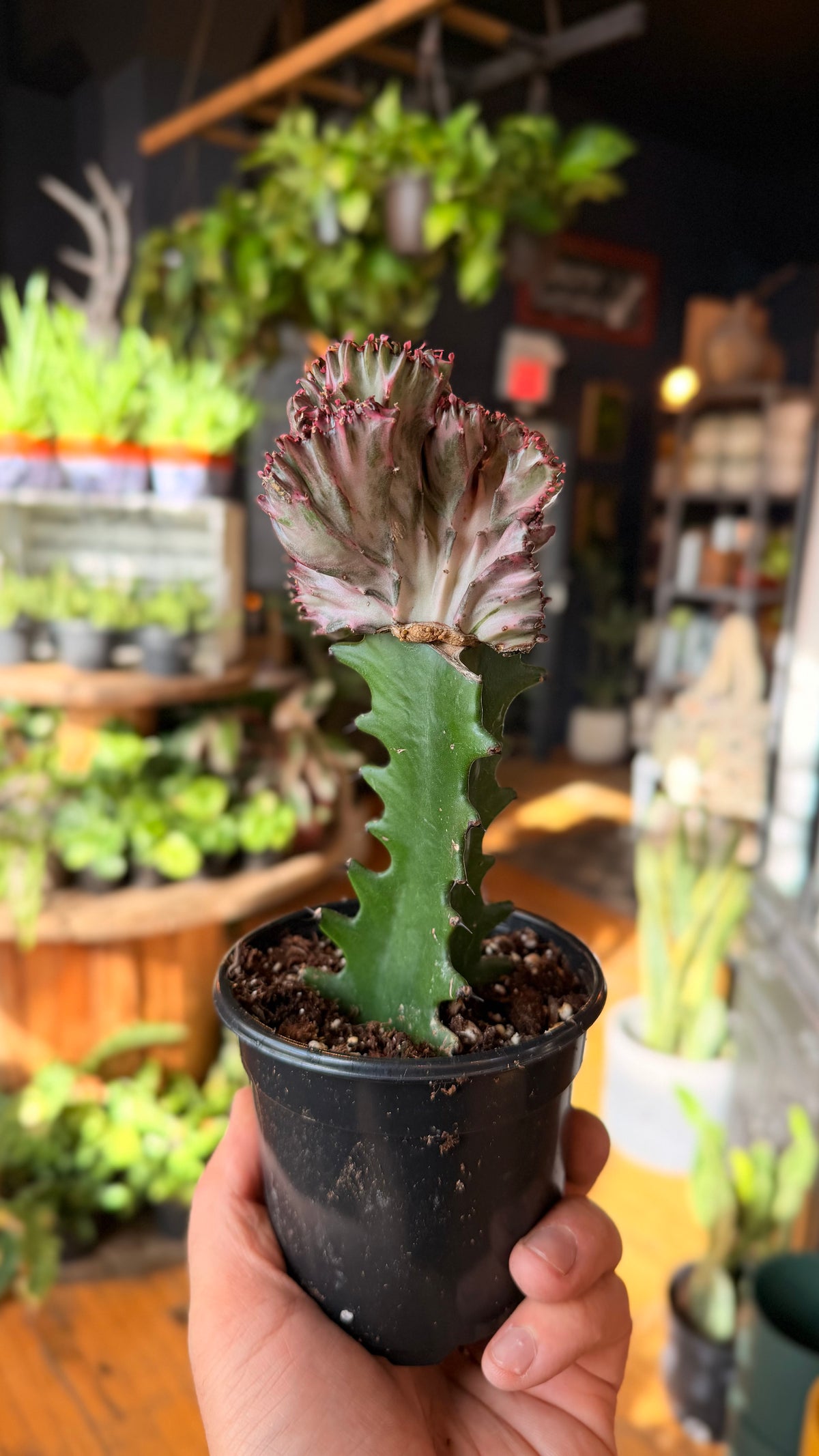 4” Euphorbia Lactea ‘Pink Variegated’