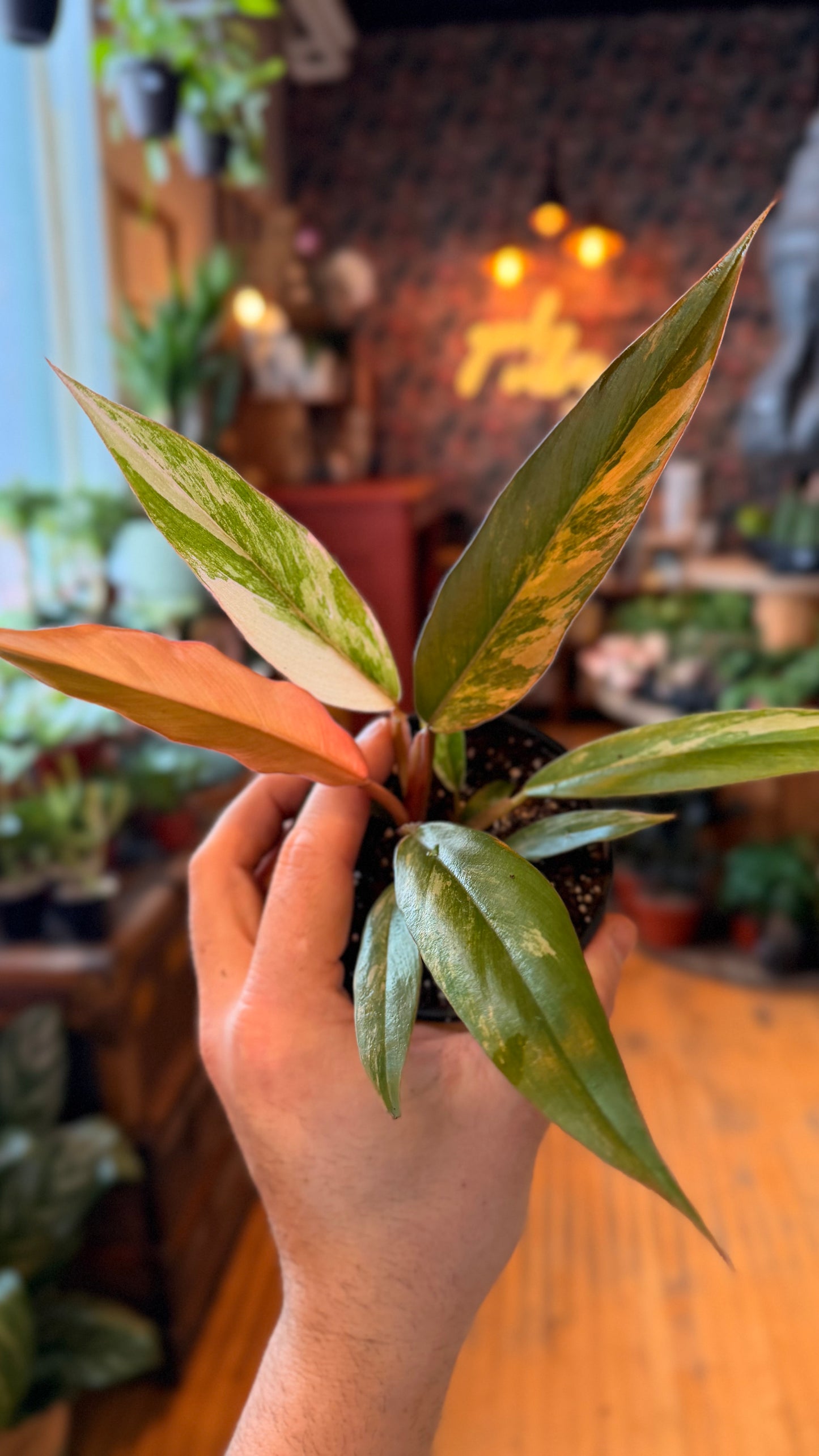 4” Caramel Marble Philodendron