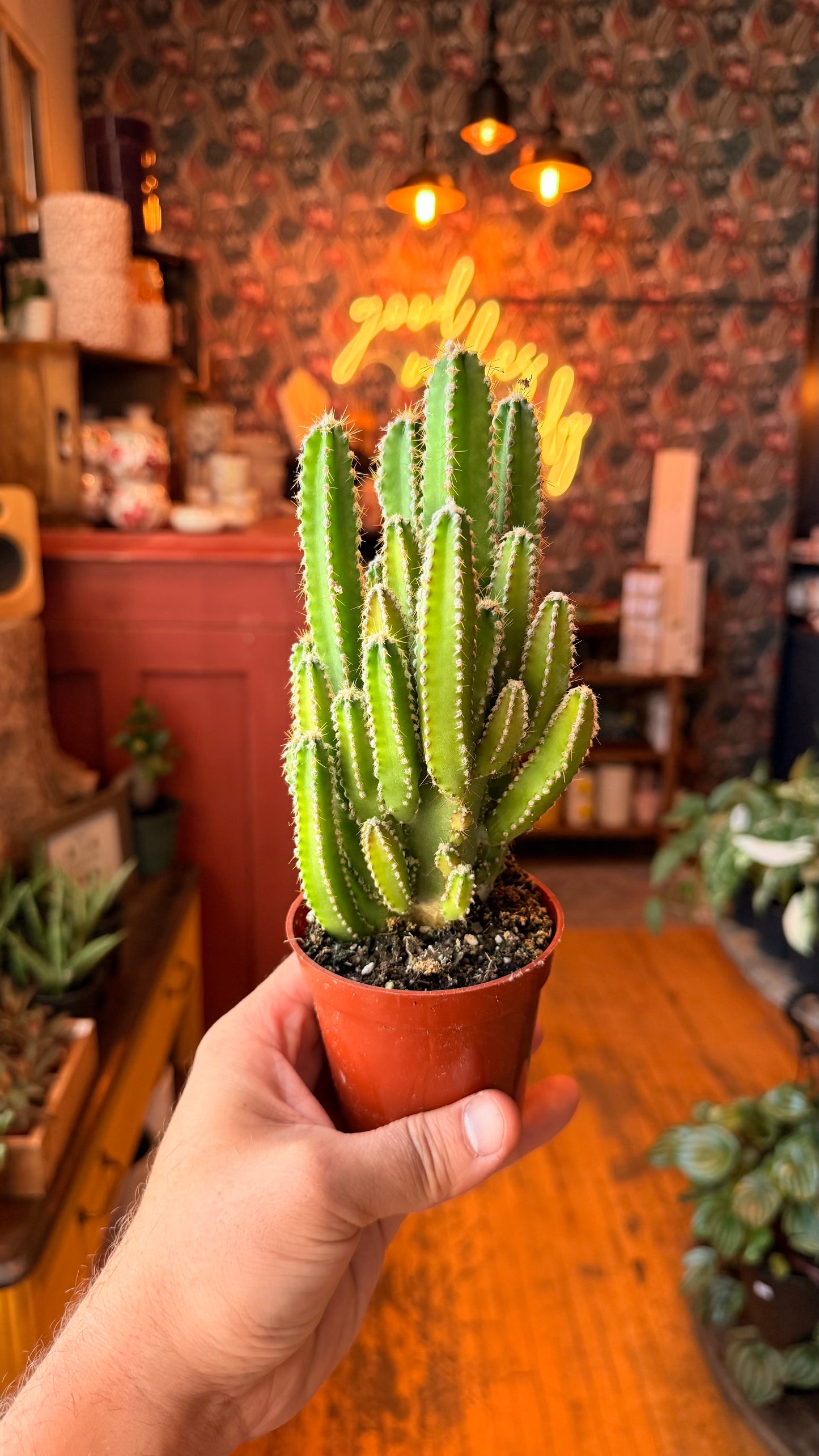 3.5” Fairy Castle Cactus
