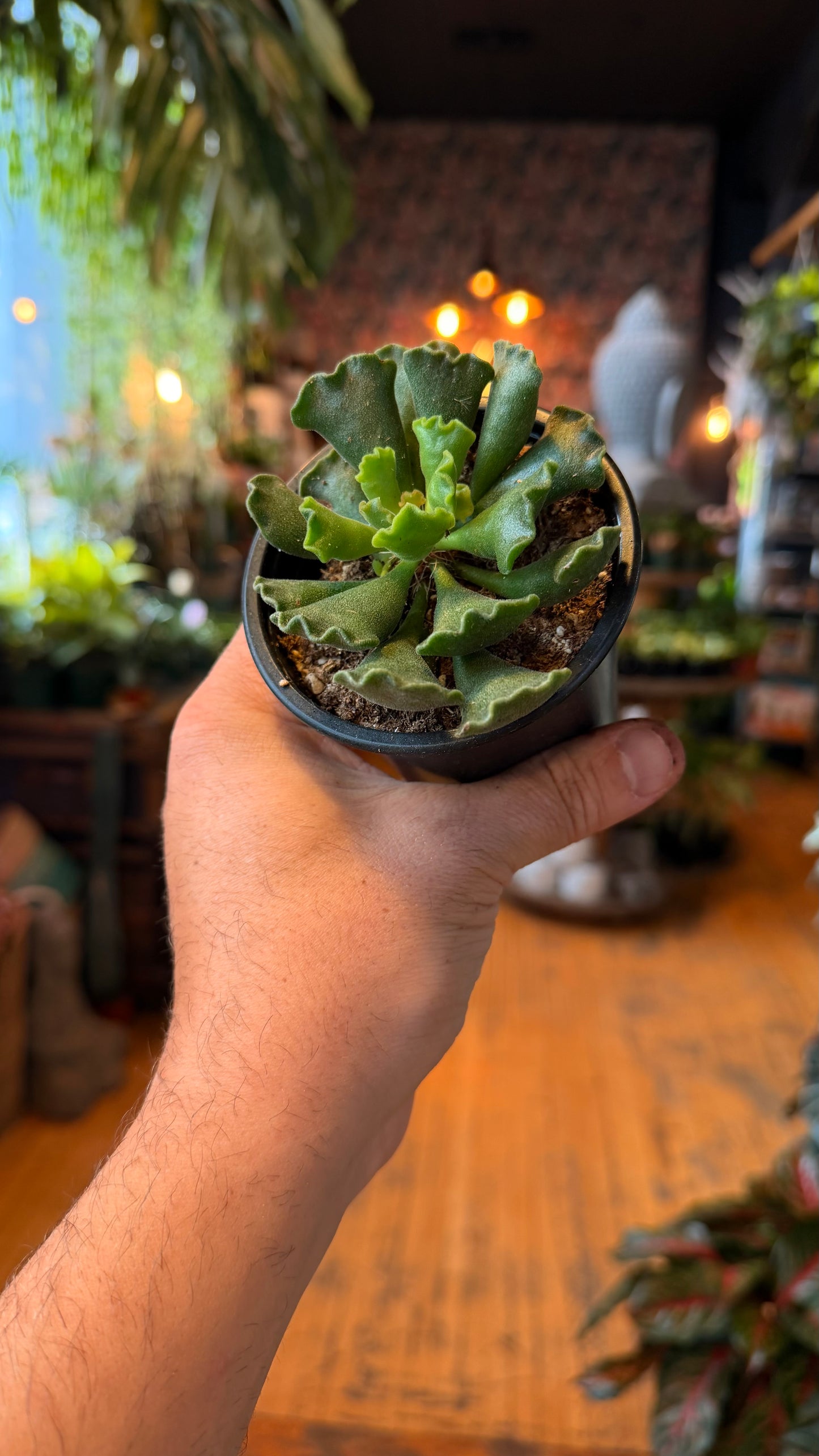 3.5” Adromisxhus Cristatus