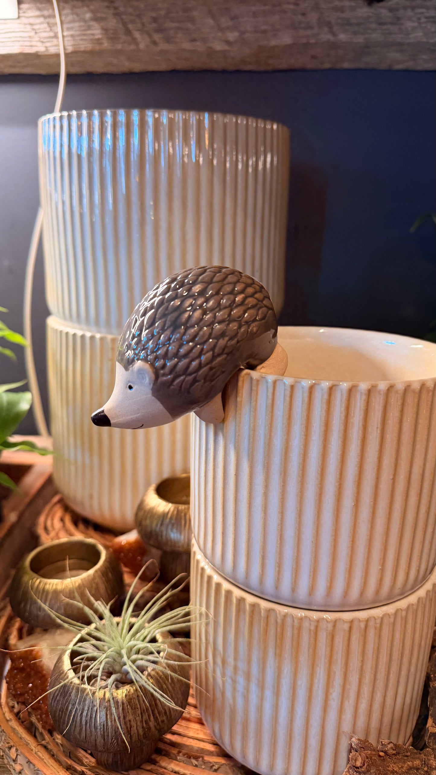 Harry the Hedgehog Plant Buddy
