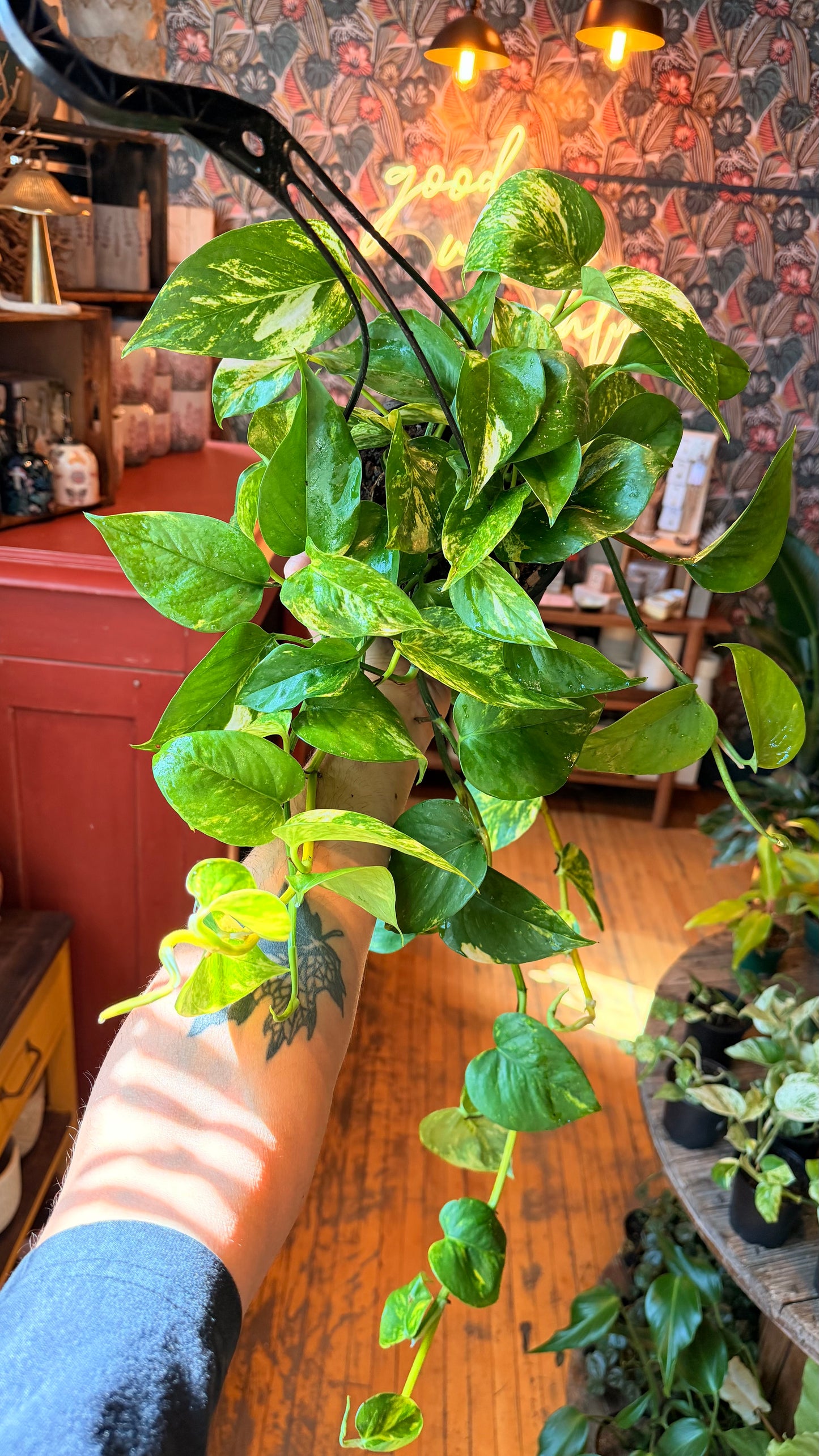 6” Golden Pothos Hanging Basket