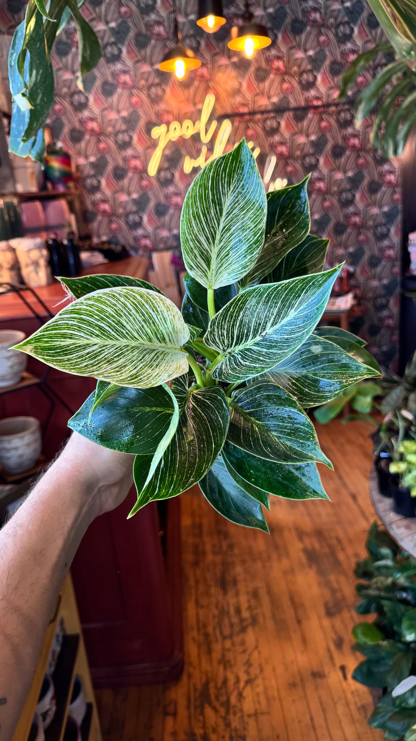 6” Birkin Philodendron