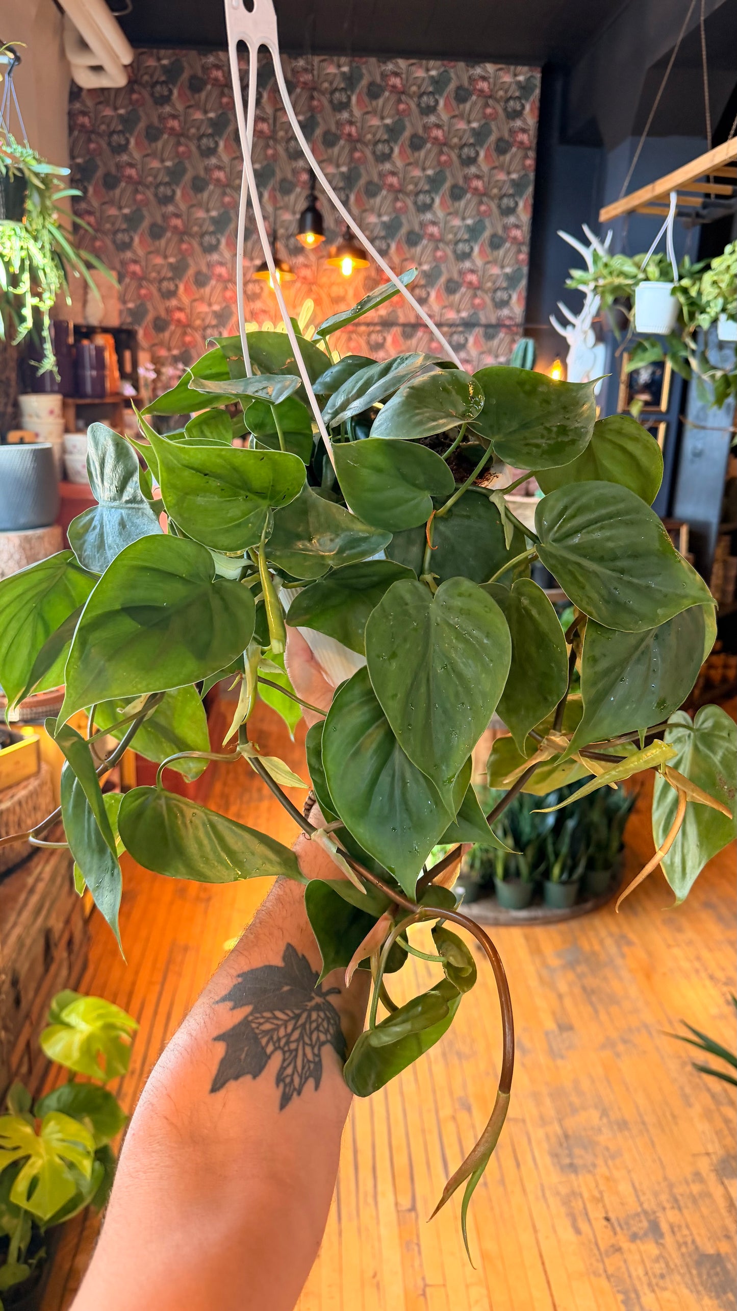 8” Cordatum Green Philodendron