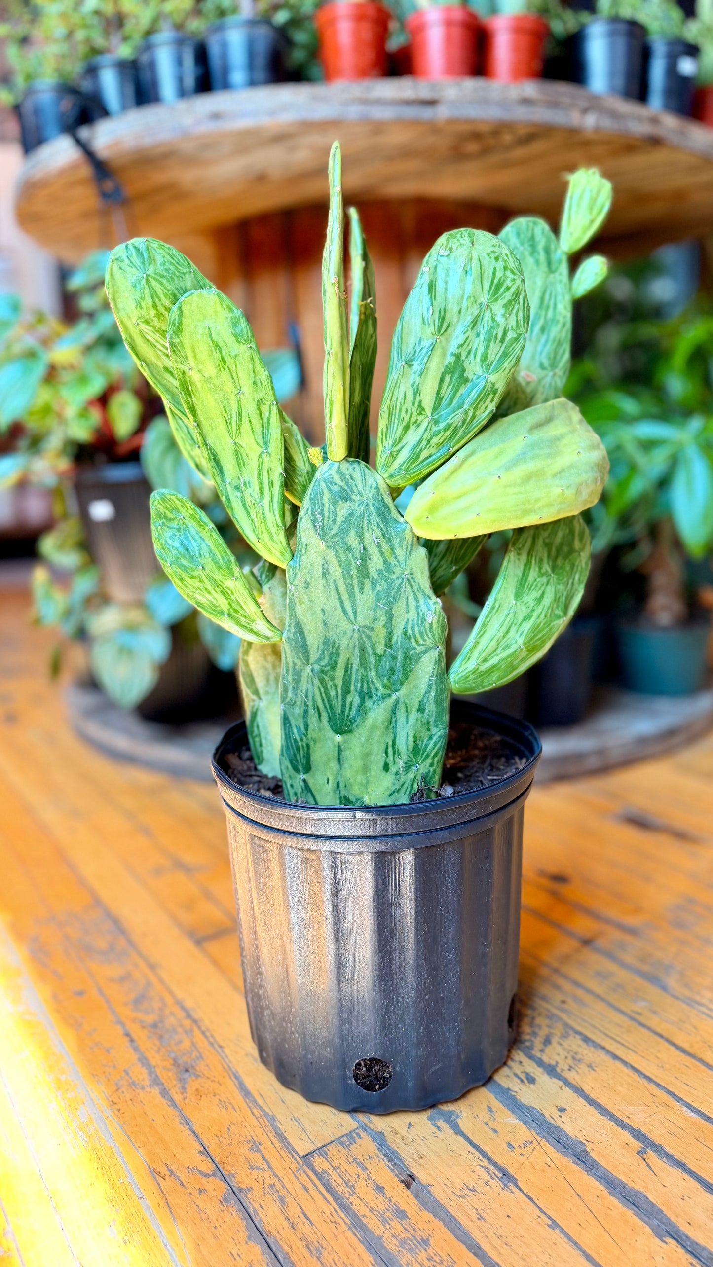 10” Prickly Pear Variegated Cactus