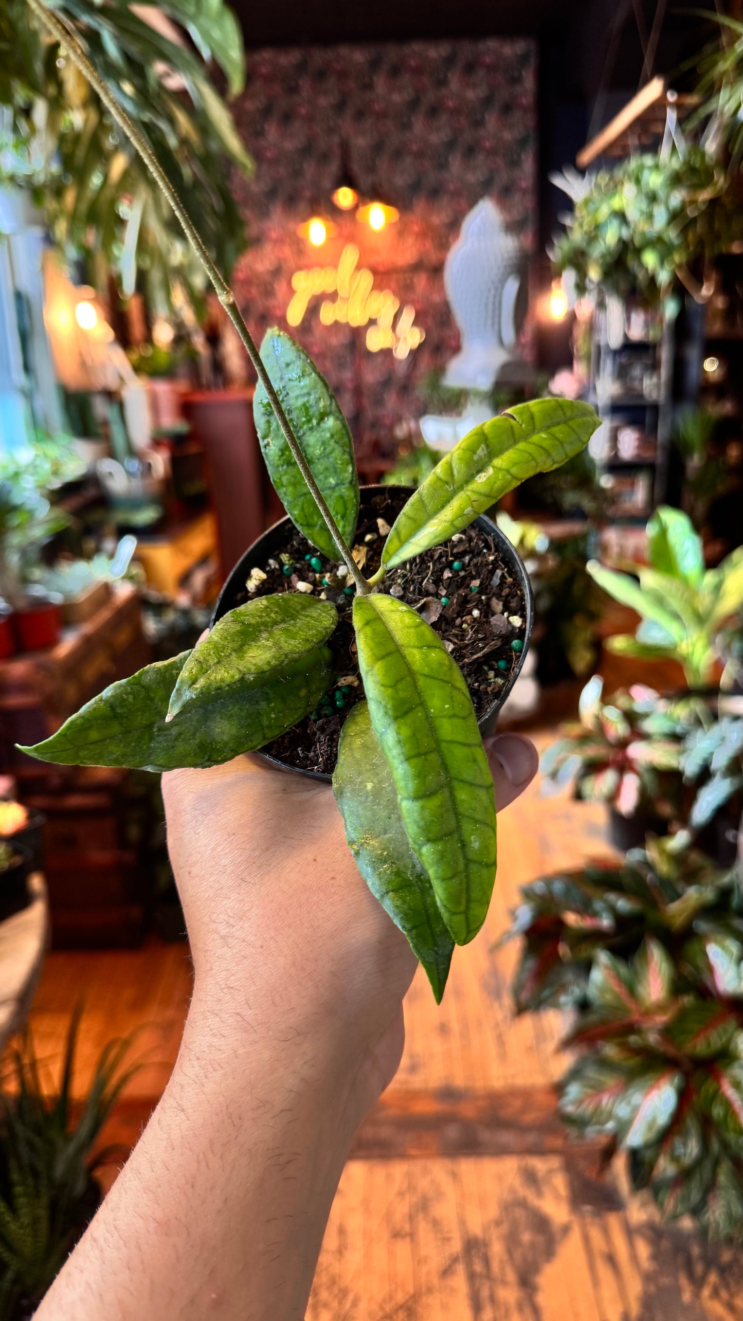 4” Hoya Finlaysonii