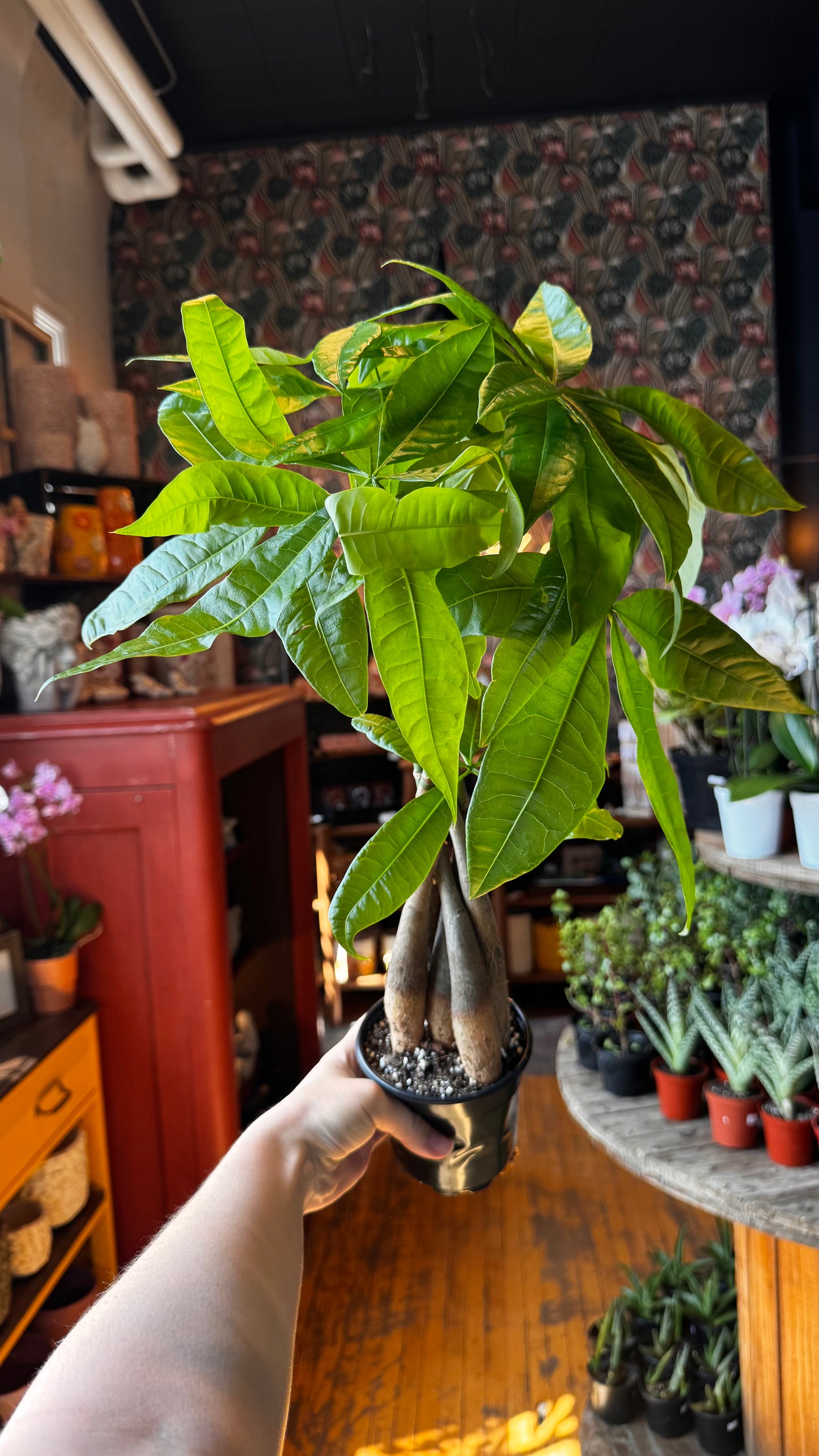 4” Money Tree