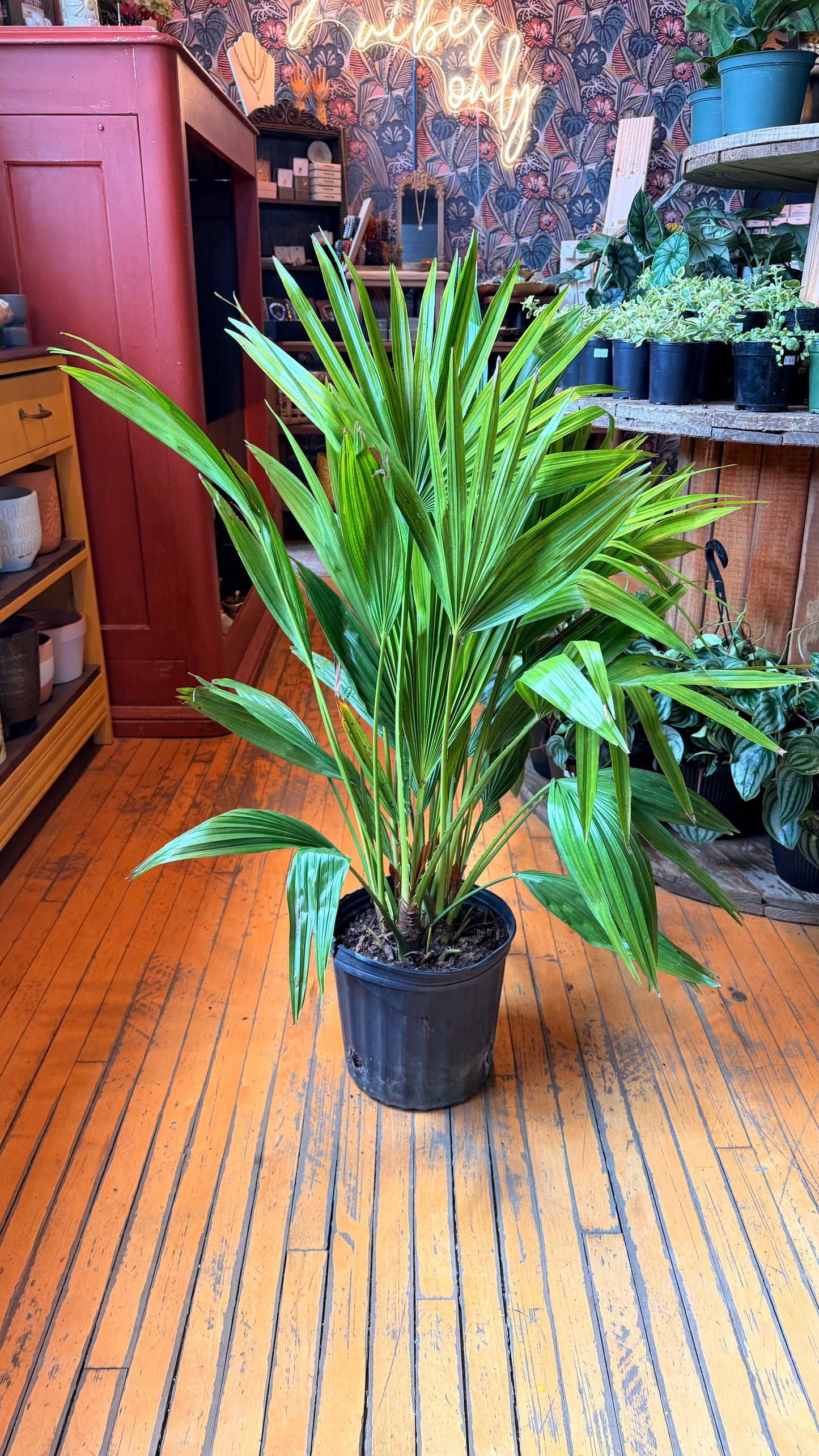 10” Chinese Fan Palm