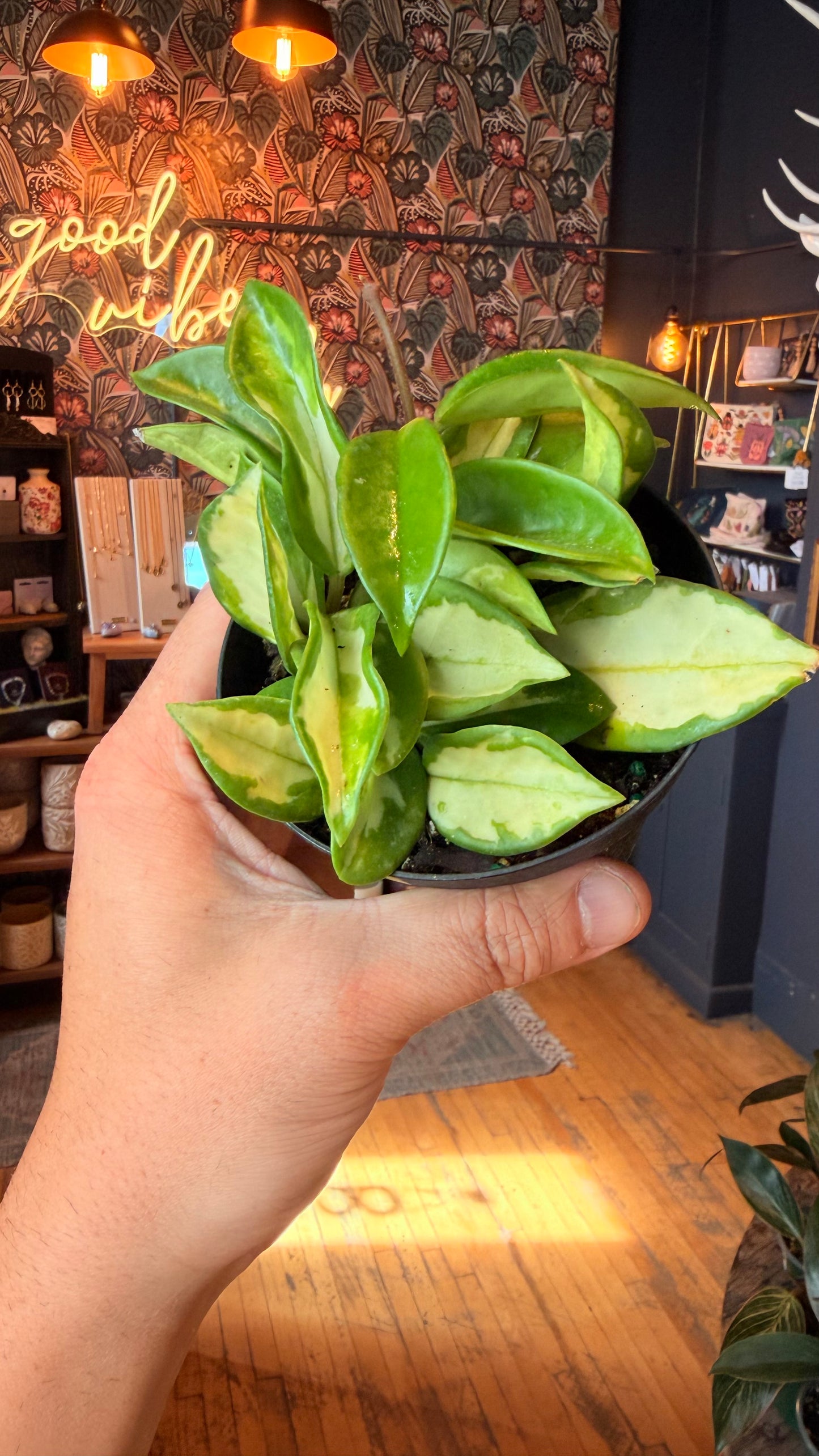 4” Hoya Exotica Tricolour