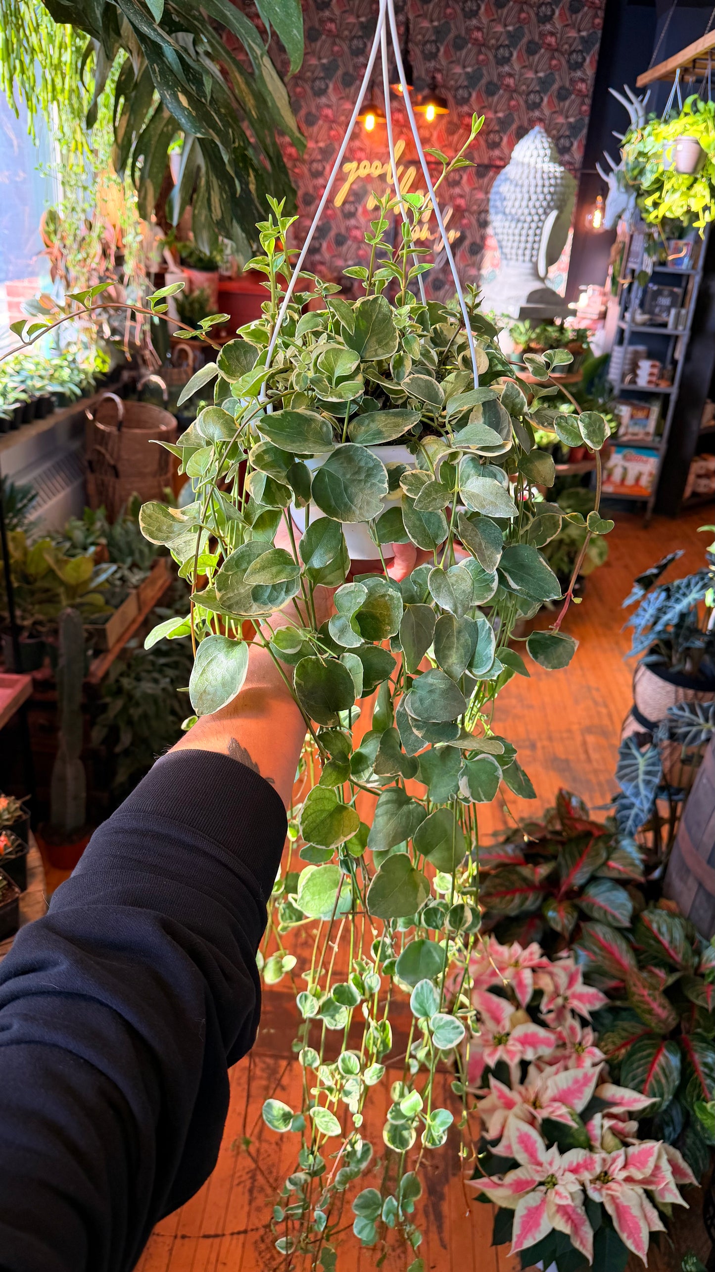 7.5” Periwinkle Vine