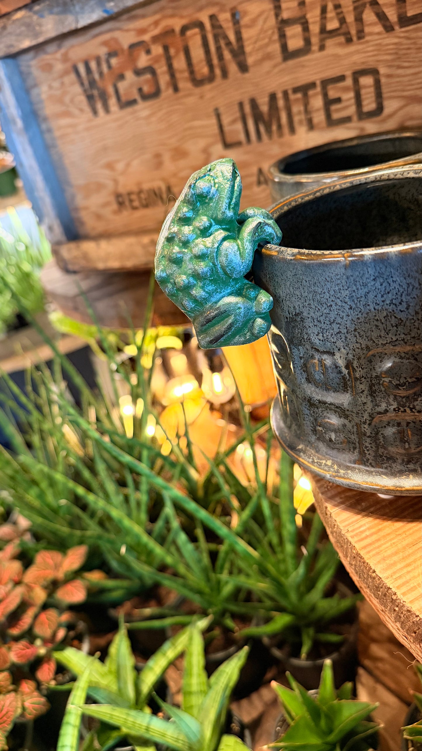Croaky the Frog Plant Buddy