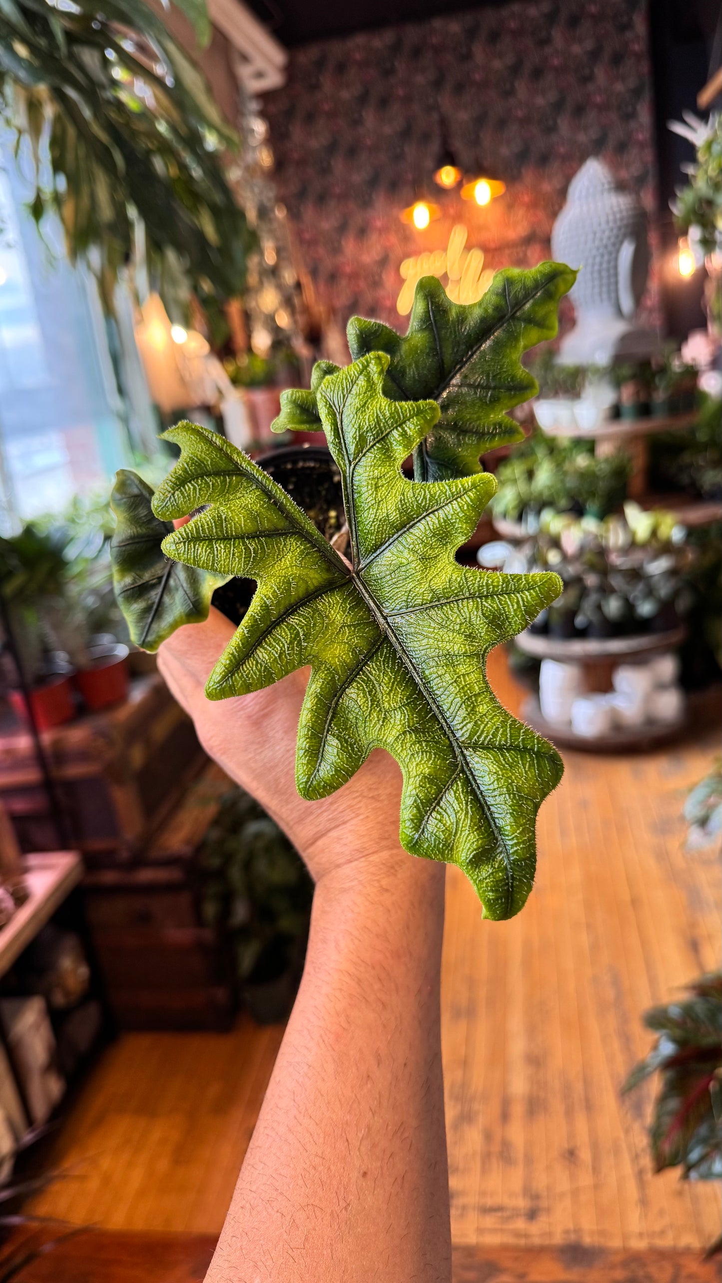 4” Alocasia Jacklyn