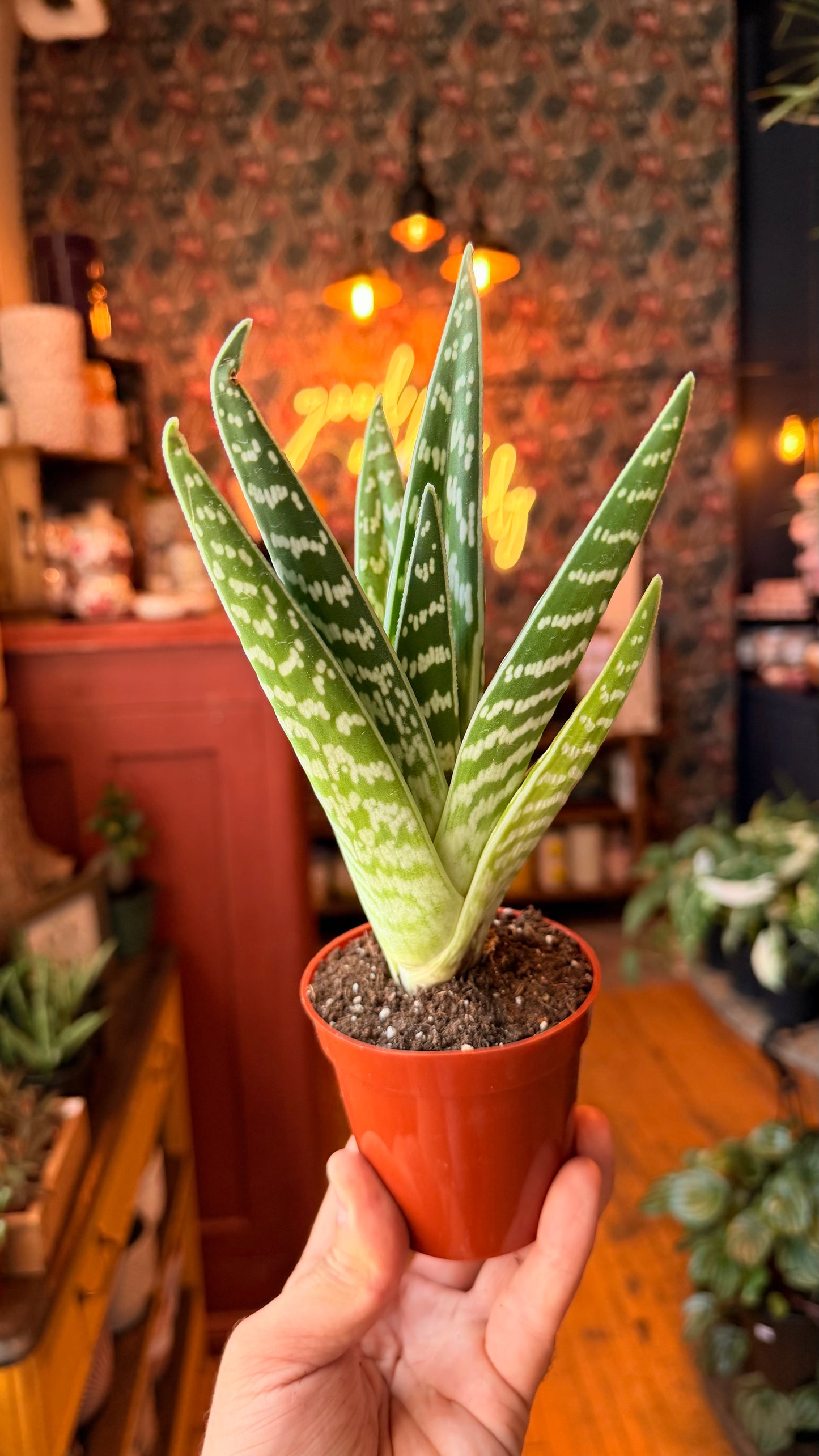 3.5” Pheasant Breast Aloe