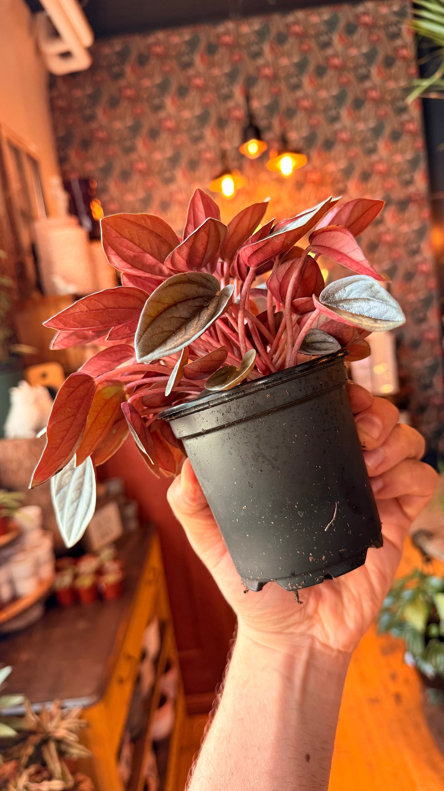 4” Peperomia Santorini