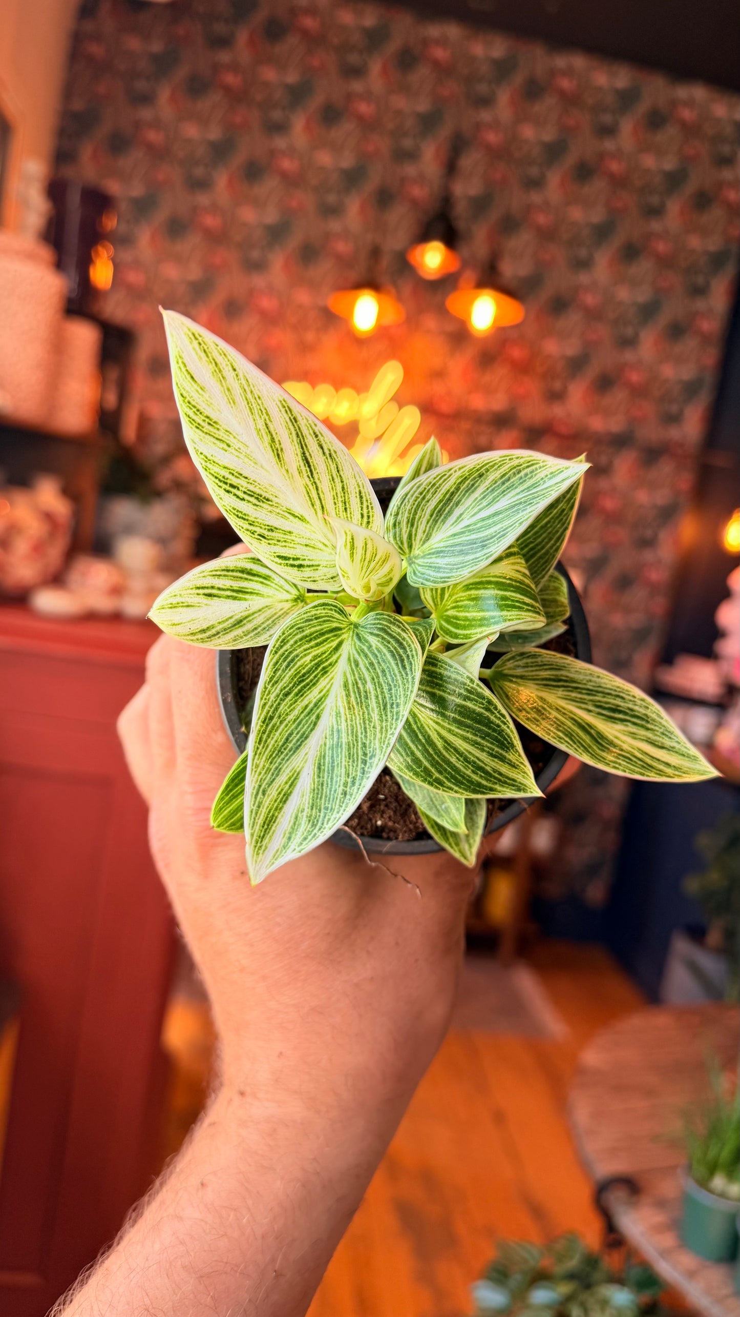 4” White Measure Philodendron
