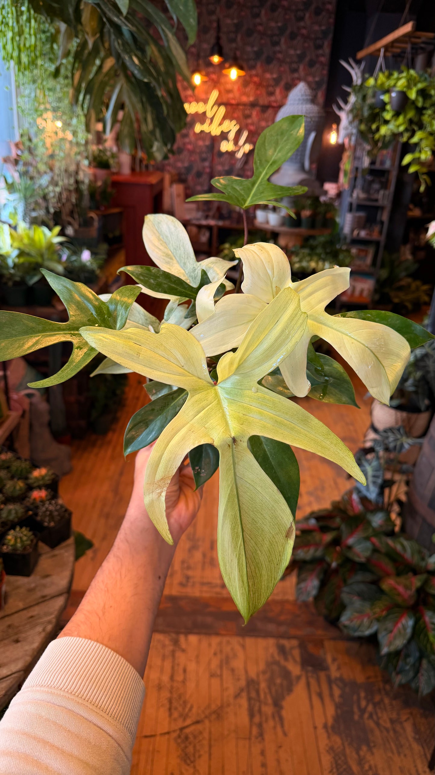 6” Florida Ghost Philodendron