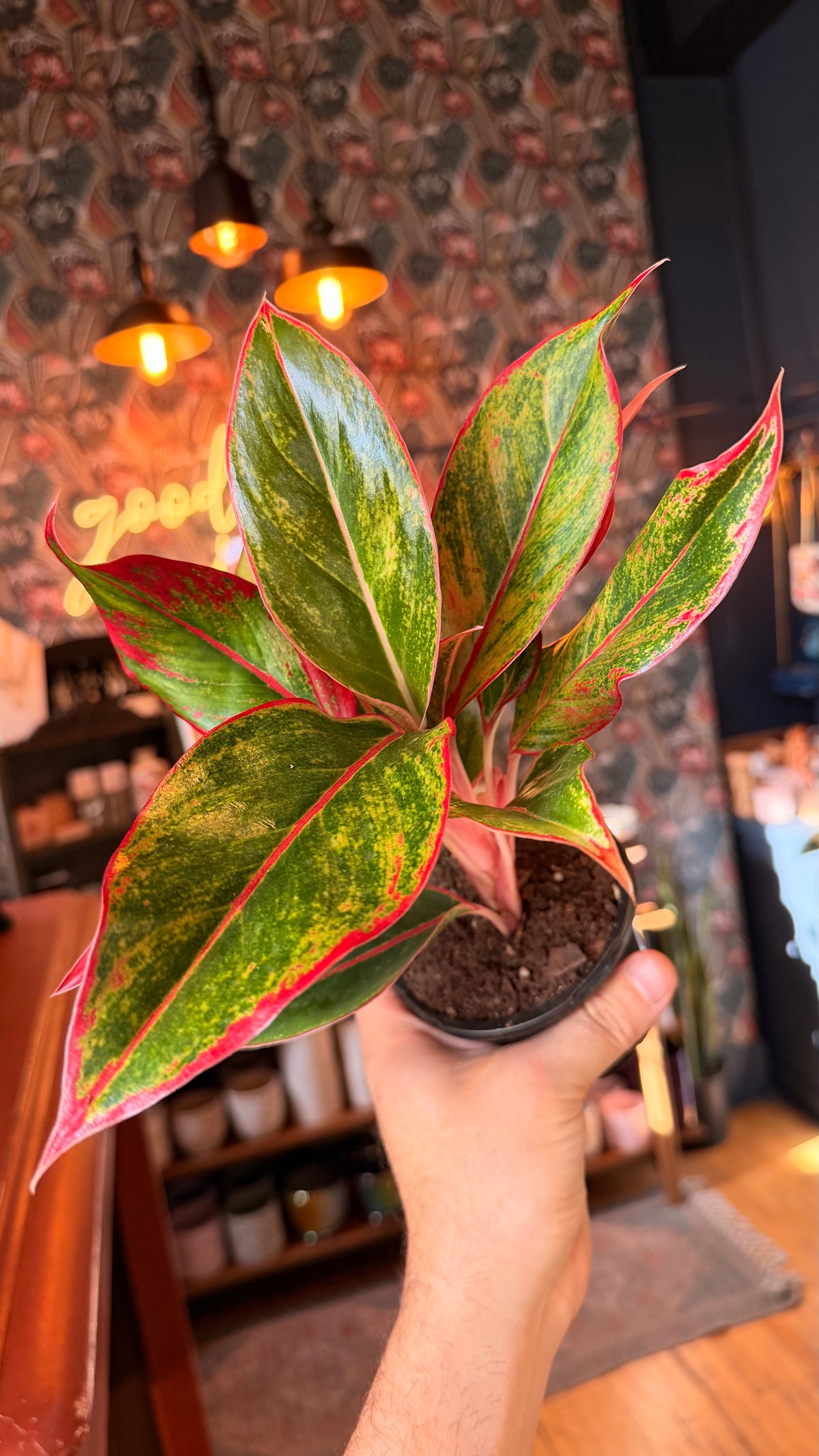 4” Aglaonema Creta