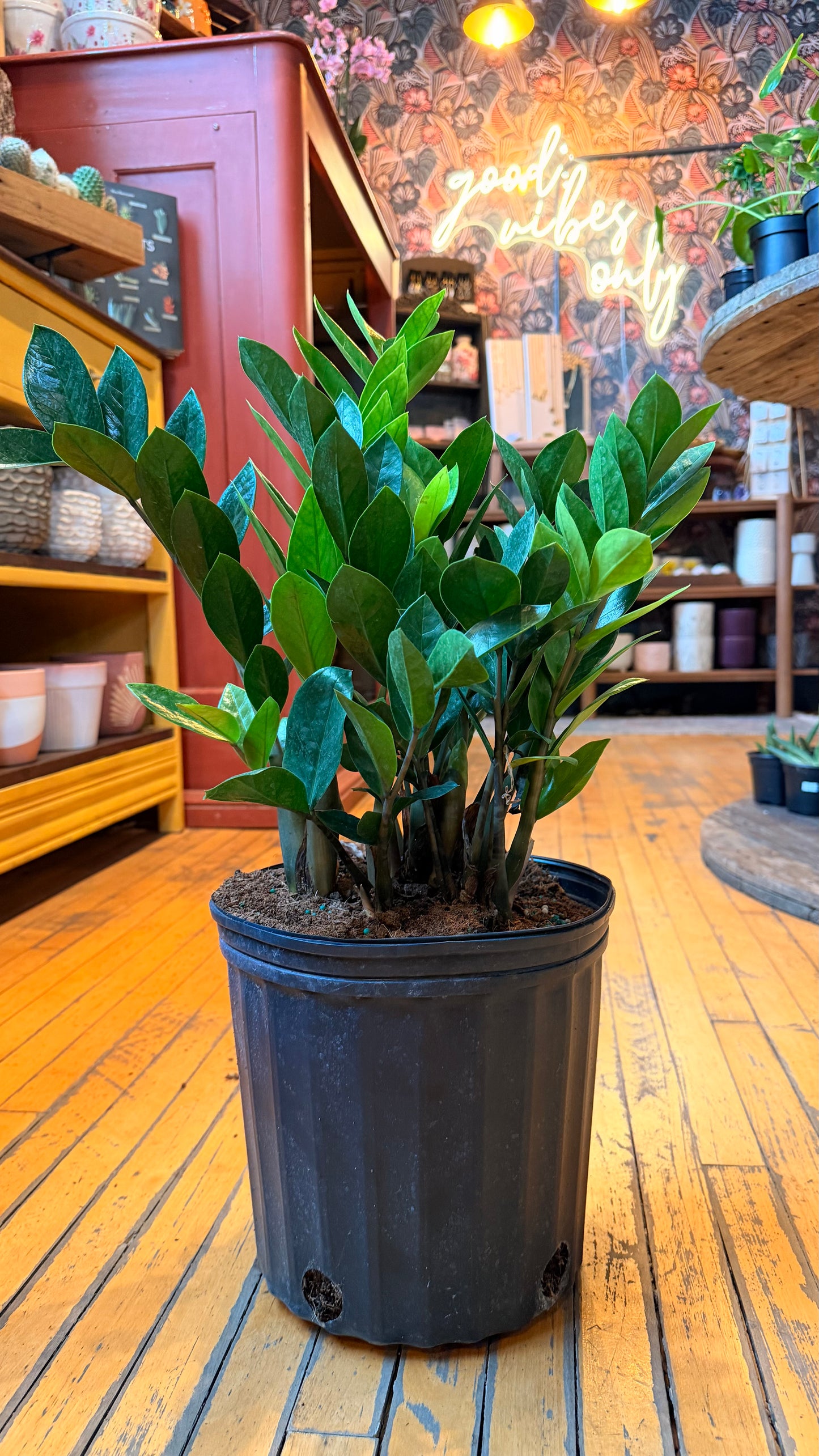 10” ZZ Plant