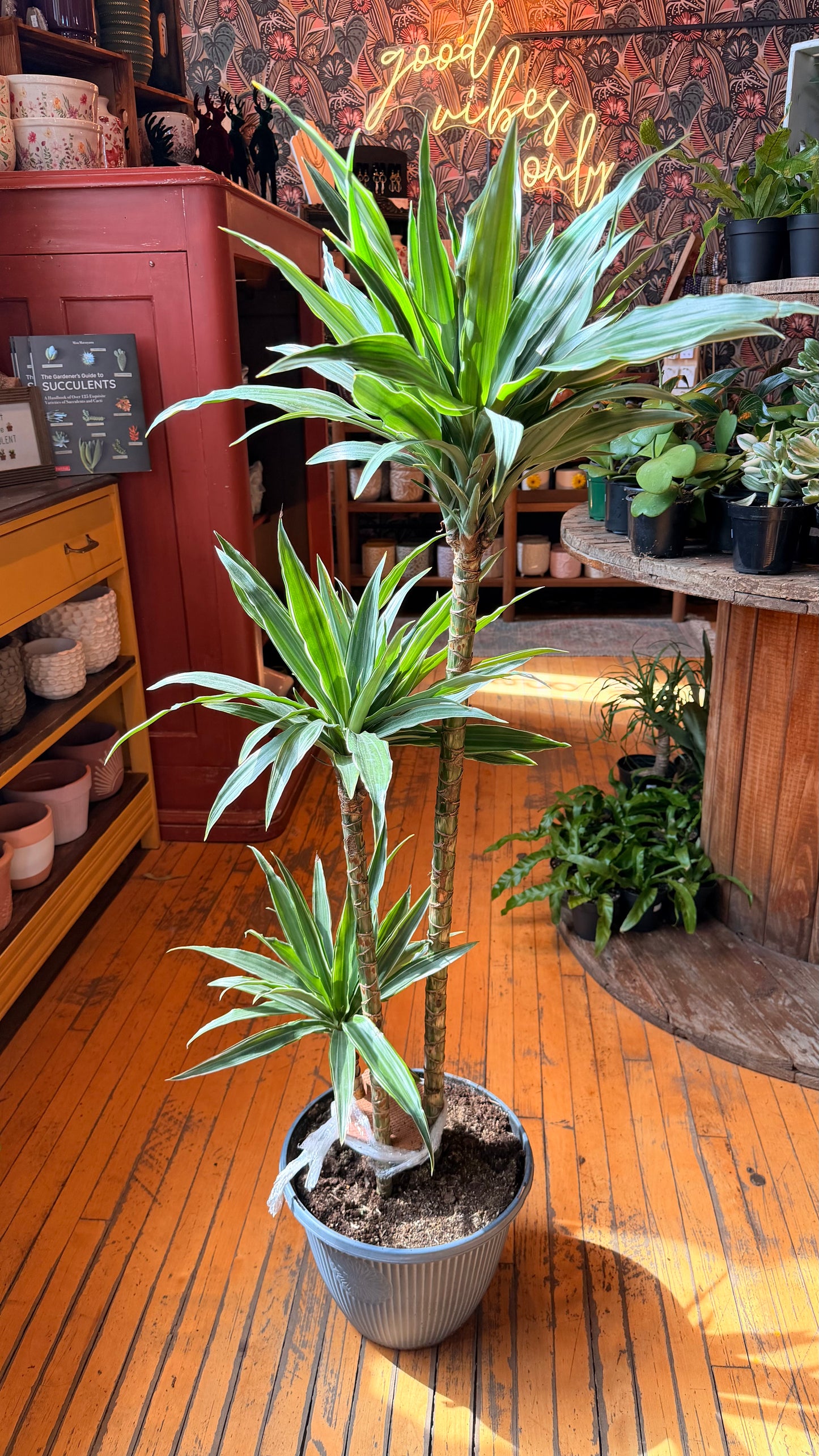 12” Dracaena Warneckii 3-2-1