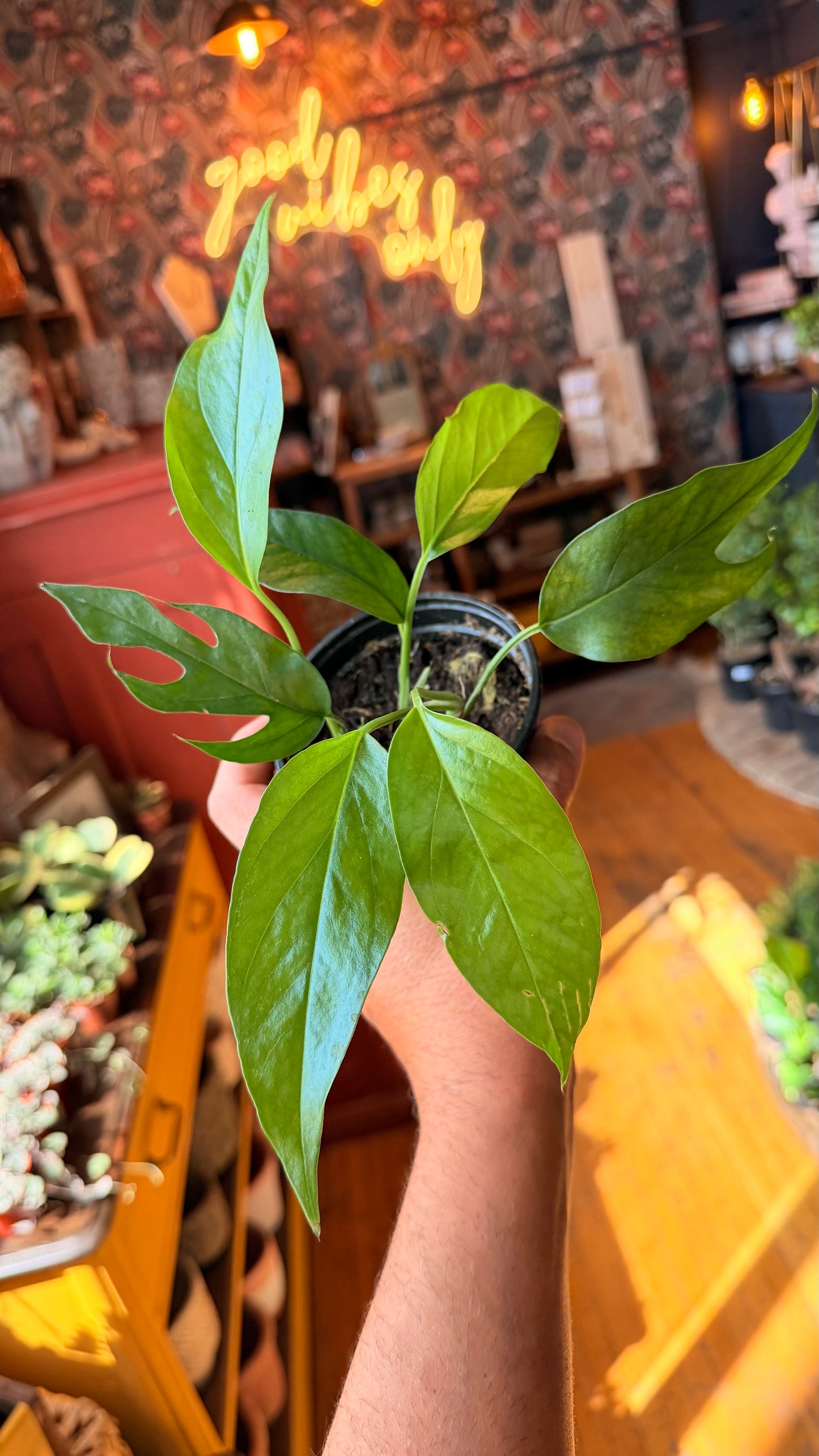 4” Baltic Blue Pothos