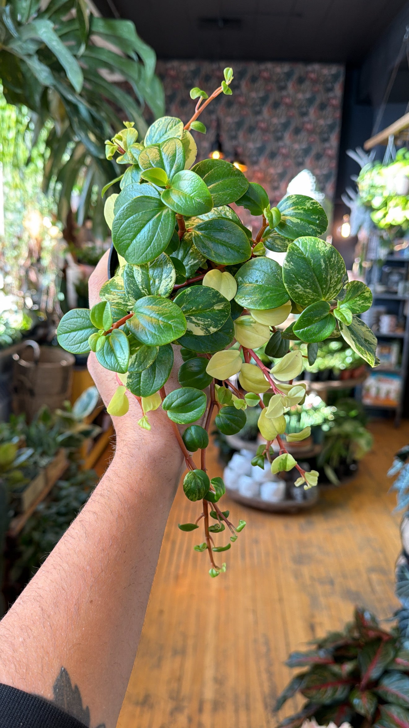 4” European Trailing Peperomia