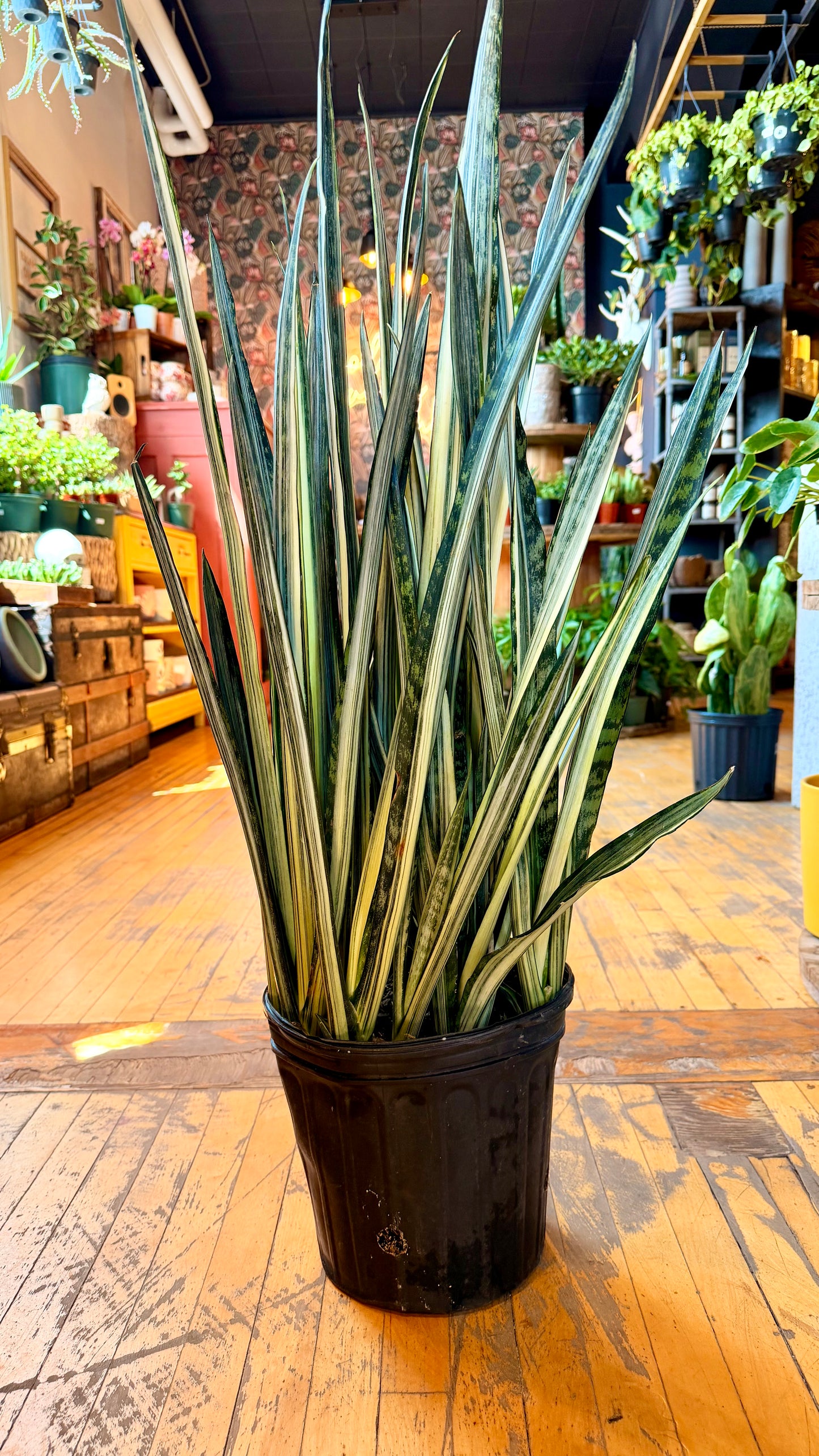 10” Bantel’s Sensation Snake Plant