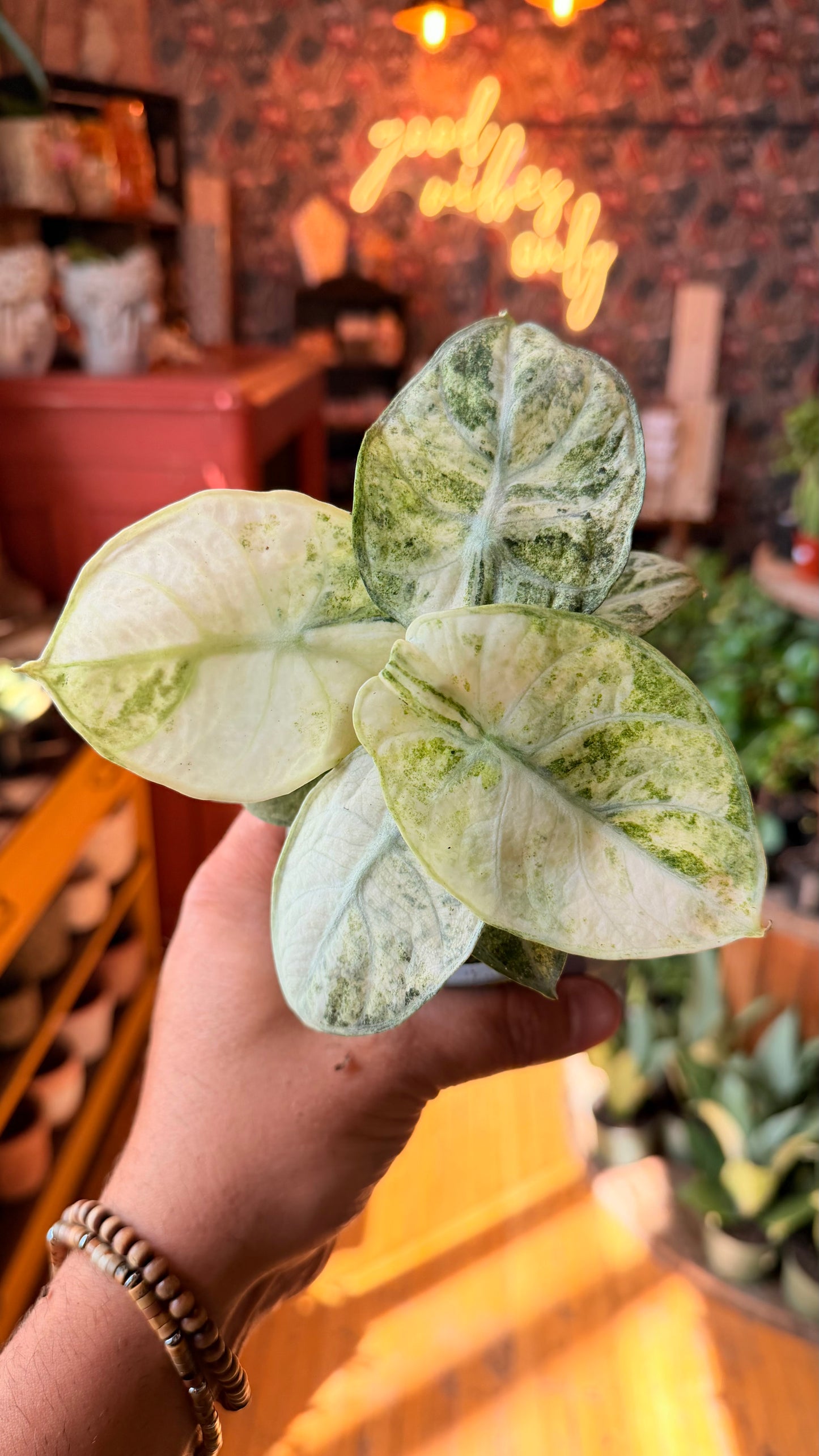 4” Ninja Alocasia ‘Mint Variegated’